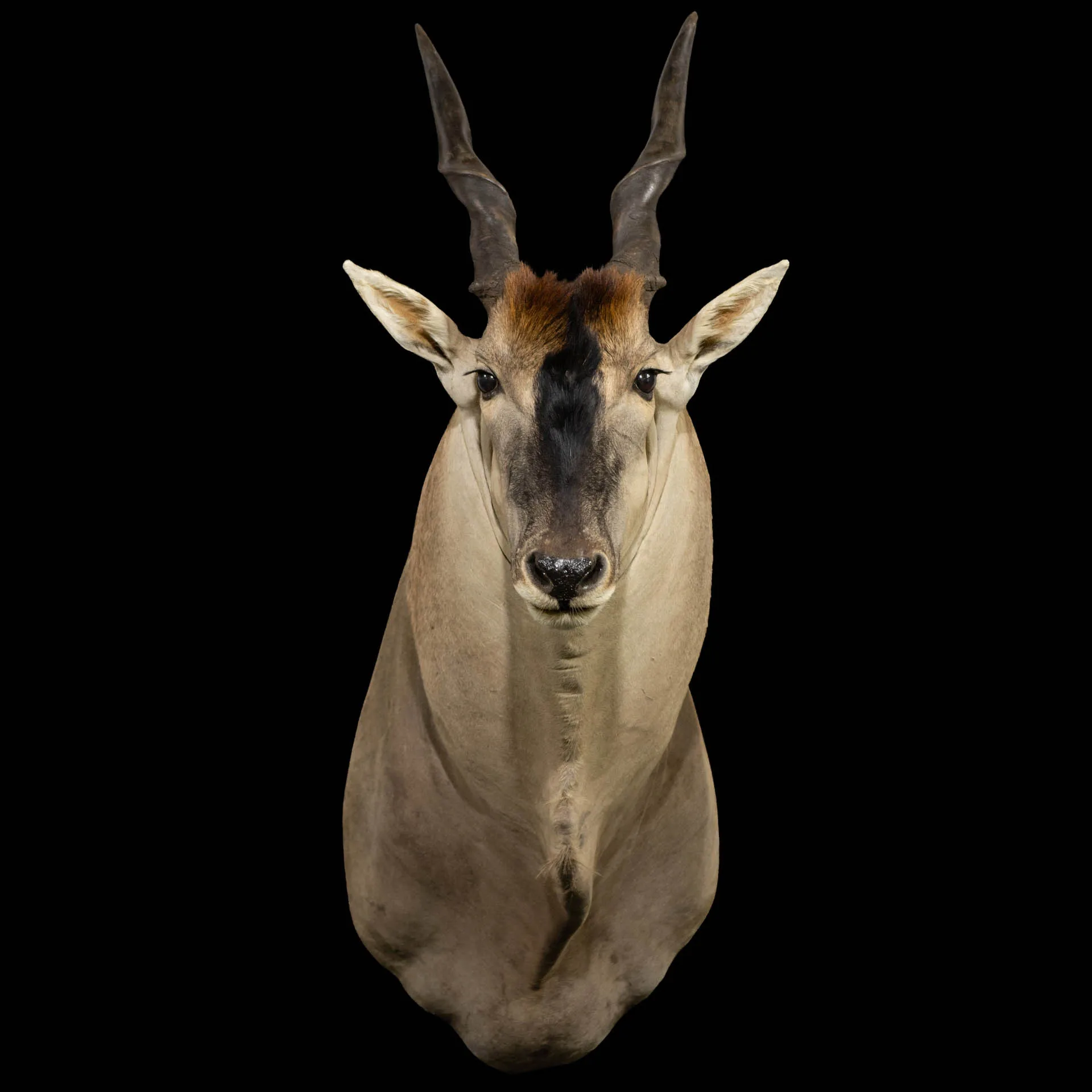 Eland Big Neck SM Shoulder Mount — Highveld Taxidermists