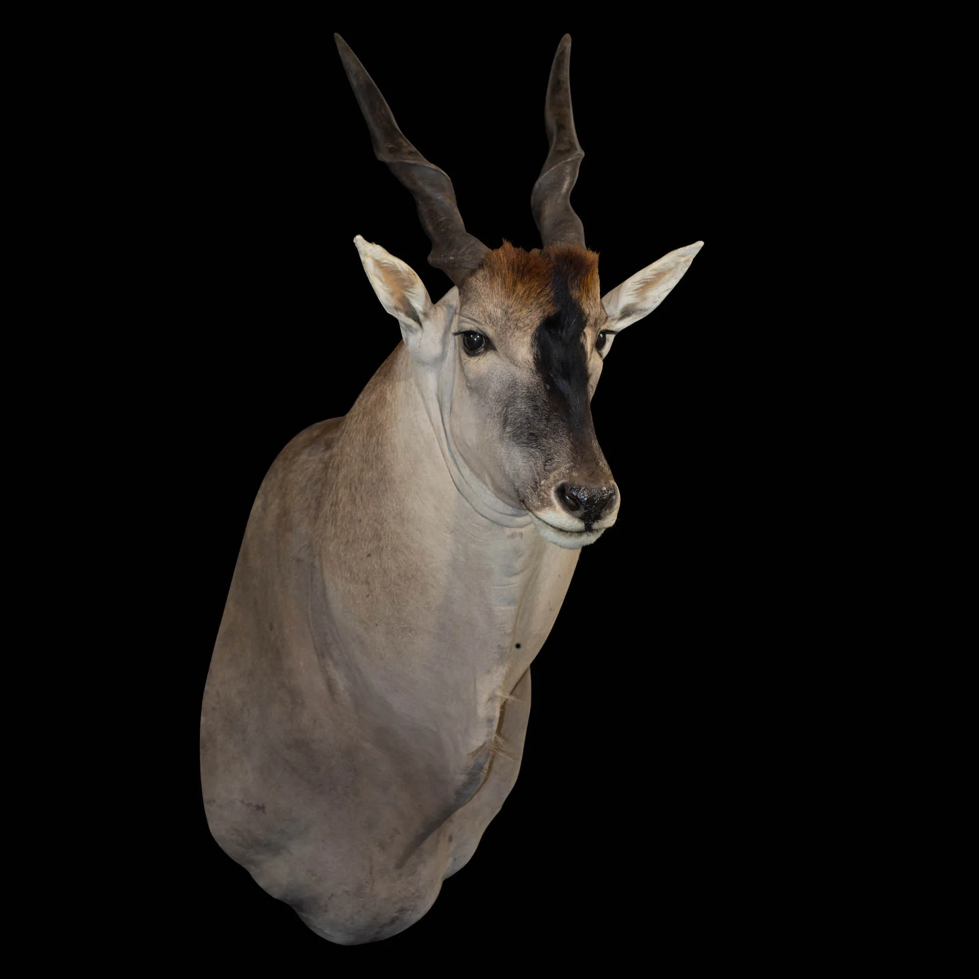 Eland Big Neck SM Side Shoulder Mount — Highveld Taxidermists