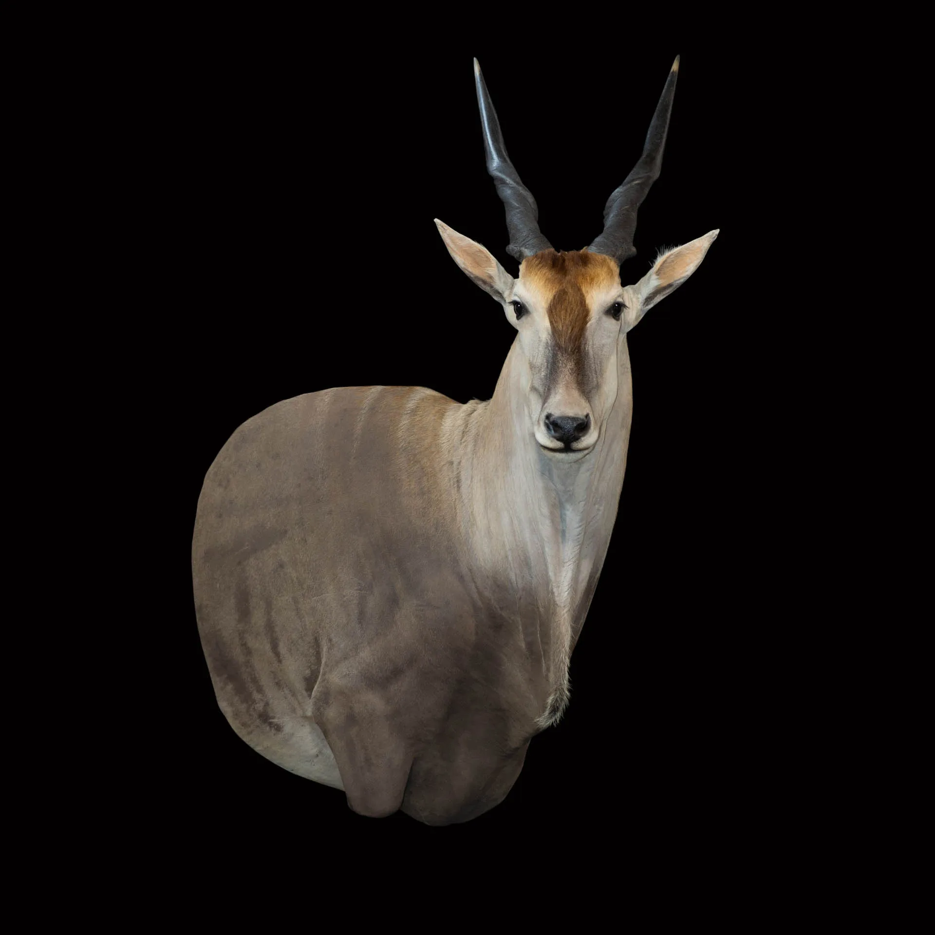 Eland Extreme Drop SM Shoulder Mount — Highveld Taxidermists