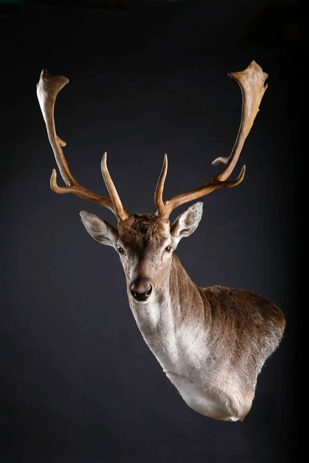 Fallow Deer Shoulder Mount 2 — Highveld Taxidermists