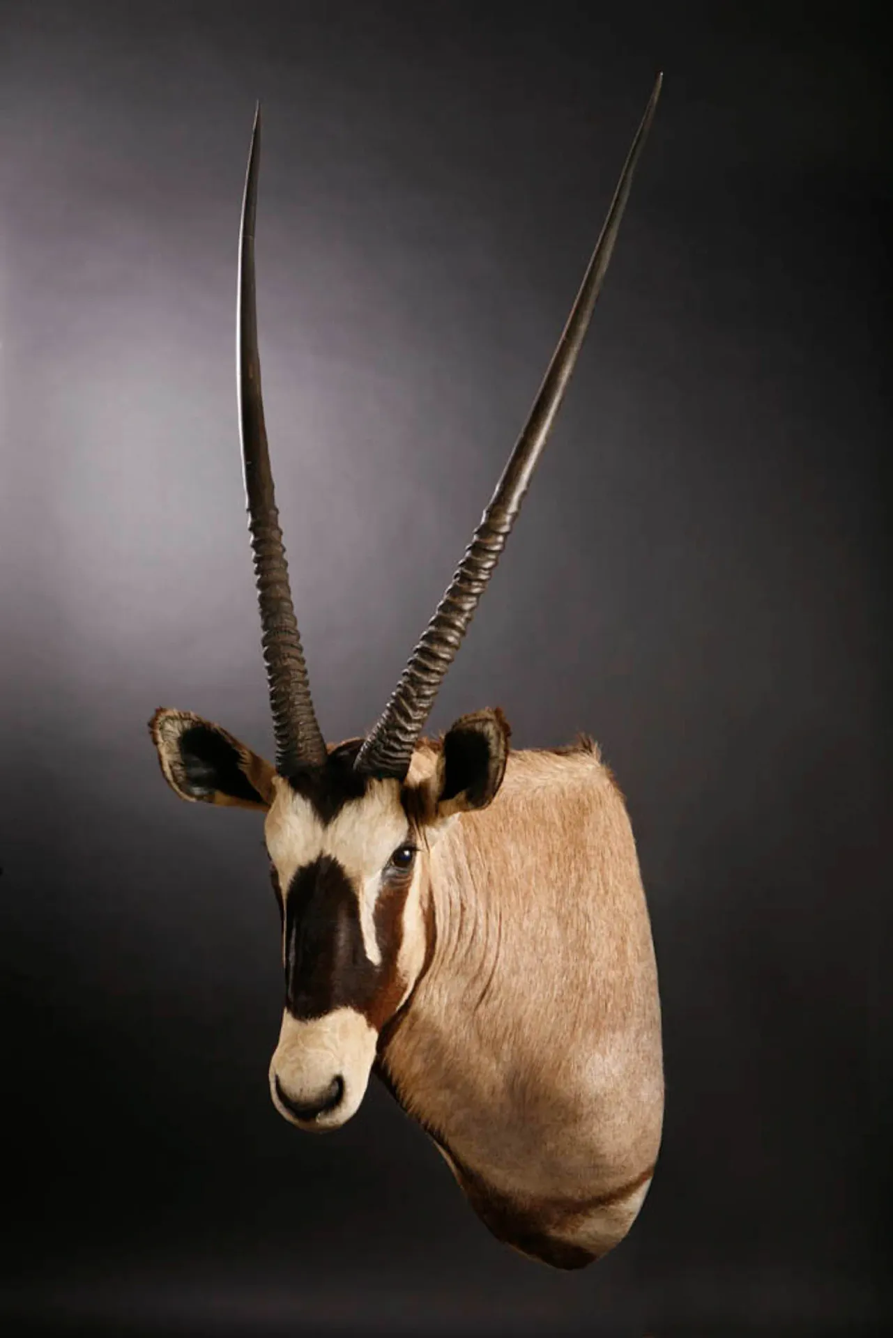 Gemsbuck Shoulder Mount — Highveld Taxidermists
