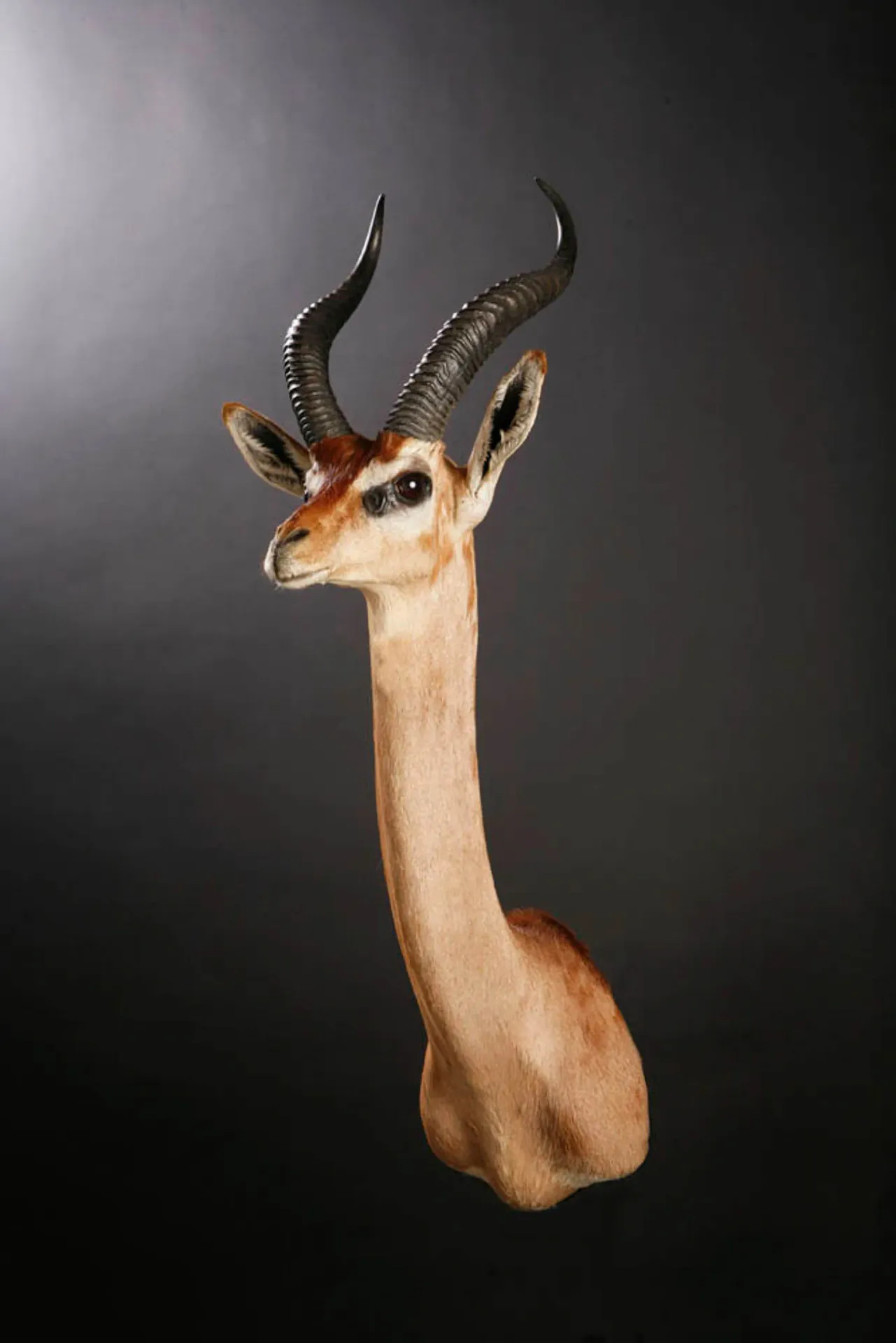 Gerenuk Shoulder Mount — Highveld Taxidermists
