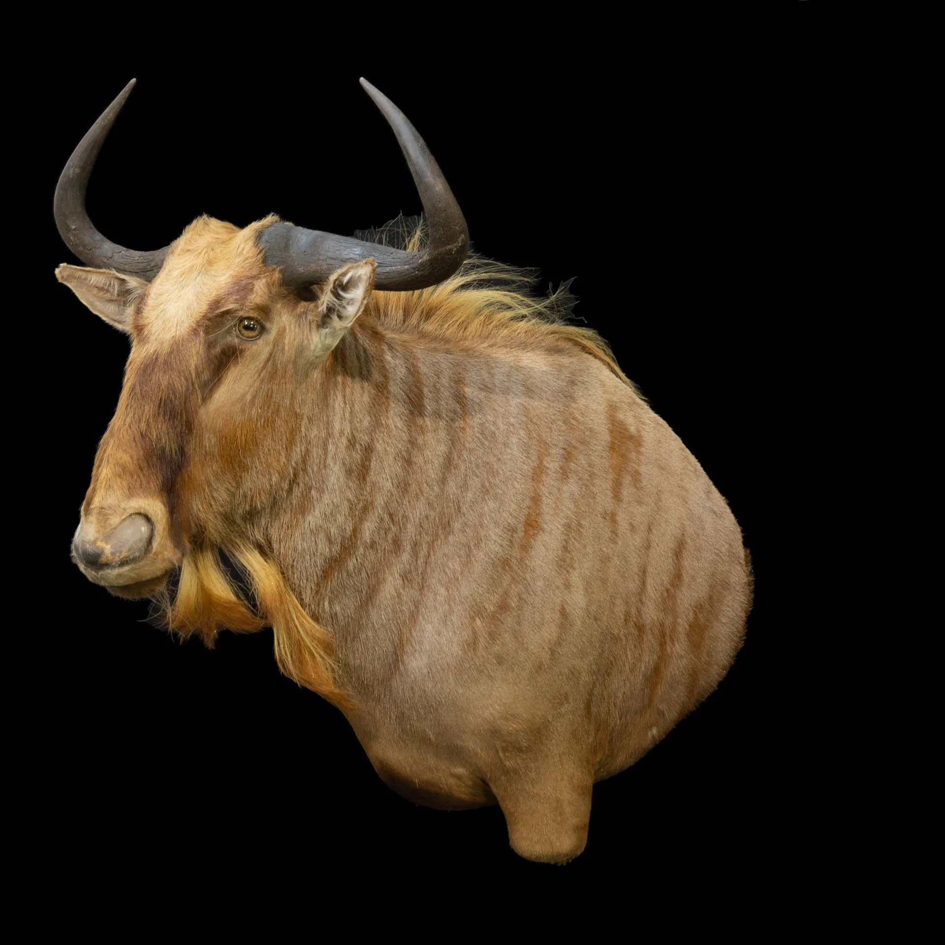 Golden Wildebeest Drop SM Left Shoulder Mount — Highveld Taxidermists