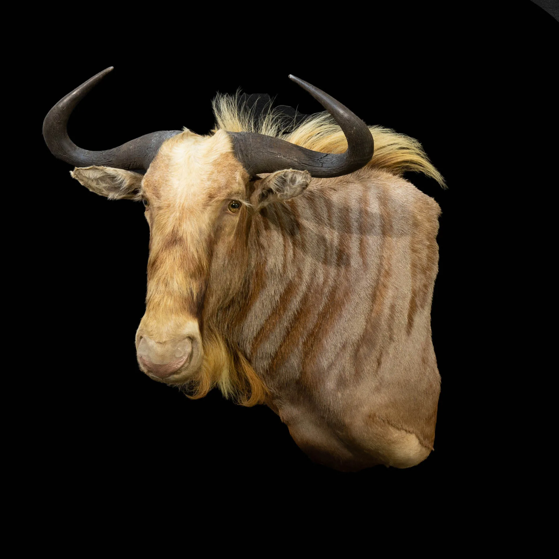 GoldenWildebeest — Highveld Taxidermists