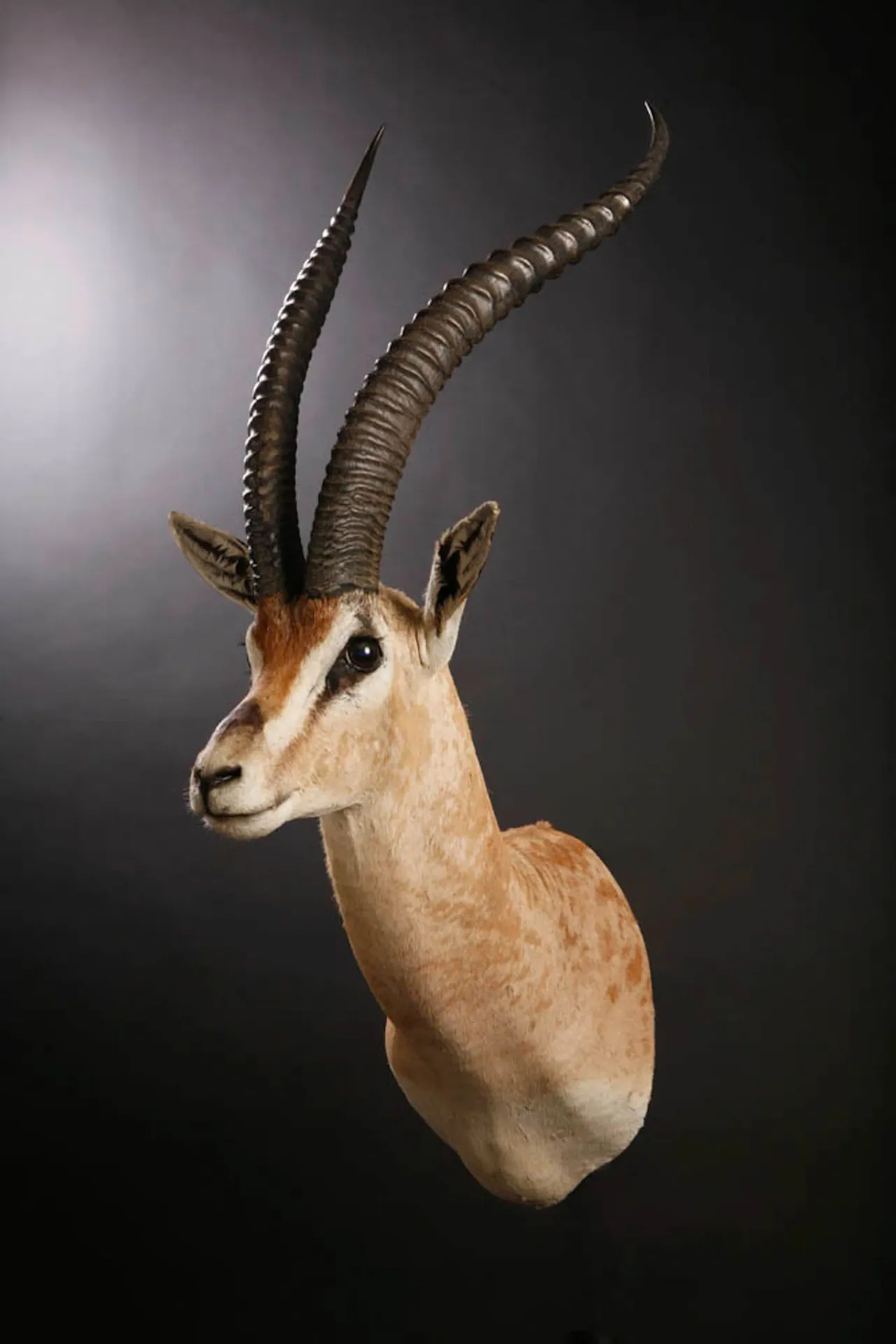 Grant s Gazelle Shoulder Mount — Highveld Taxidermists
