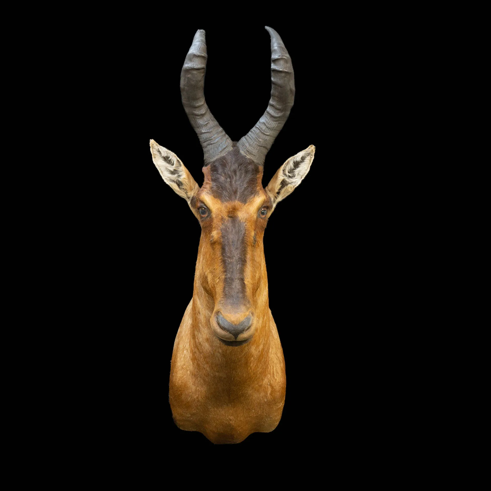 Hartebeest SM Straight 1 Shoulder Mount — Highveld Taxidermists