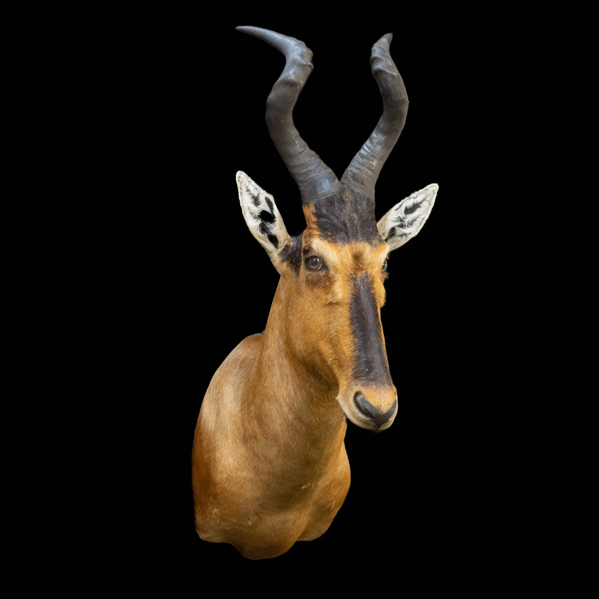 Hartebeest SM Straight 2 Shoulder Mount — Highveld Taxidermists