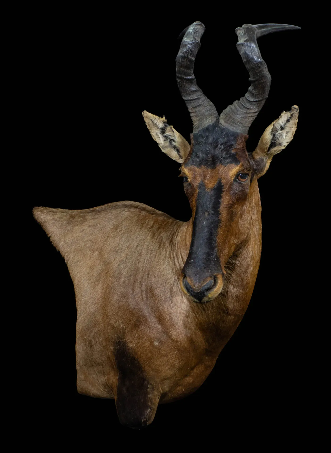 Hartebeest Wall Pedestal HM Shoulder Mount — Highveld Taxidermists