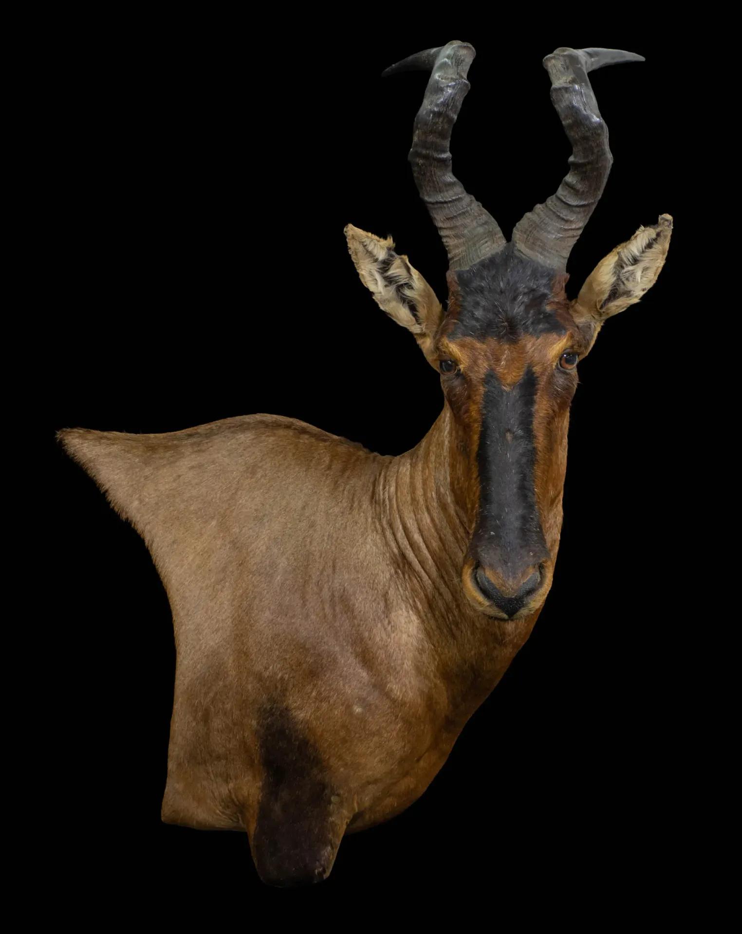 Hartebeest Wall Pedestal HM 2 Shoulder Mount — Highveld Taxidermists