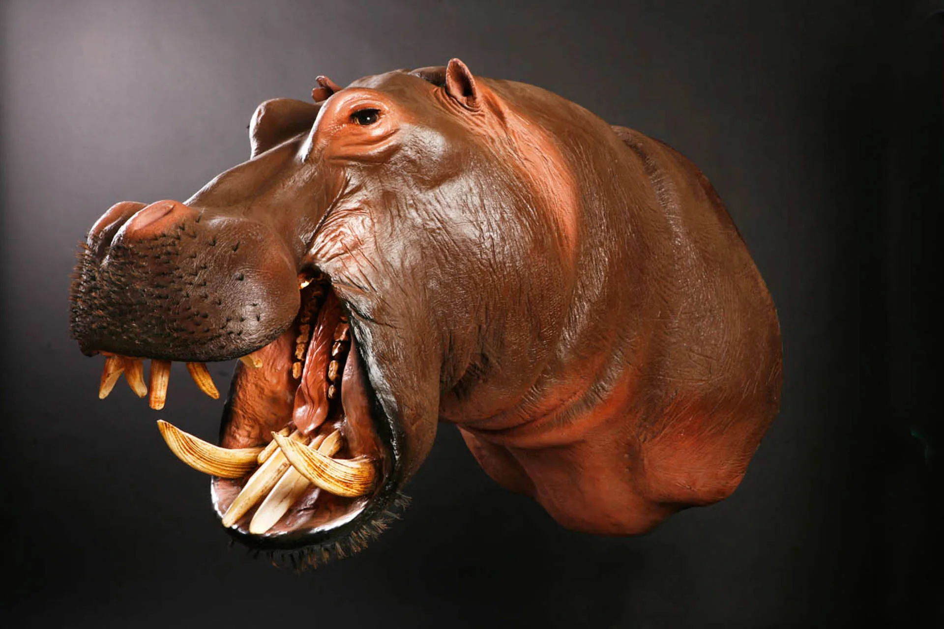 Hippo Shoulder Mount — Highveld Taxidermists