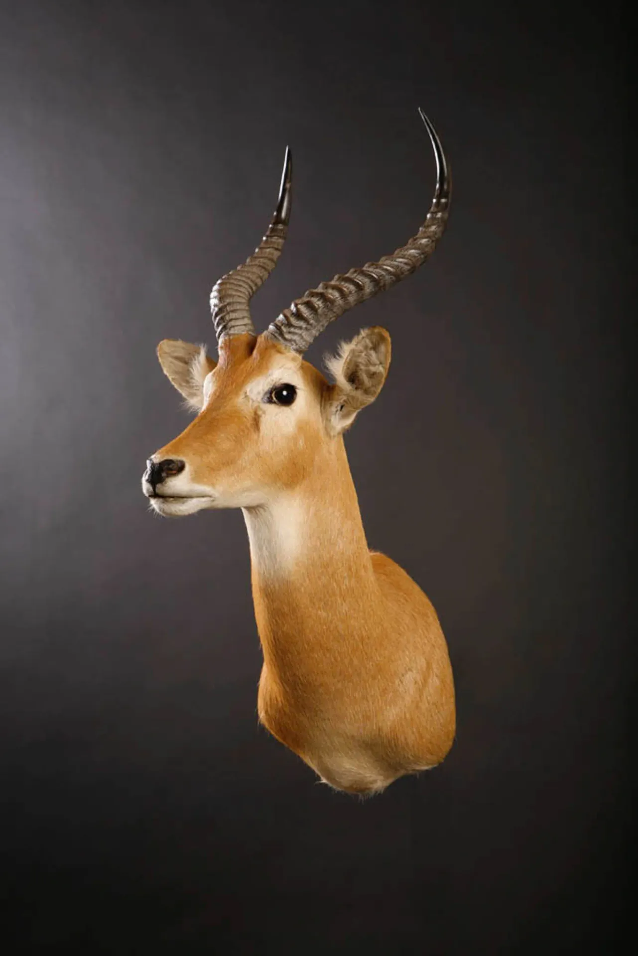 Kob Shoulder Mount — Highveld Taxidermists