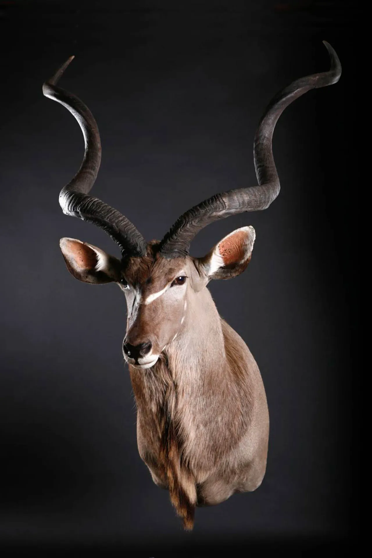Kudu Shoulder Mount 1 — Highveld Taxidermists