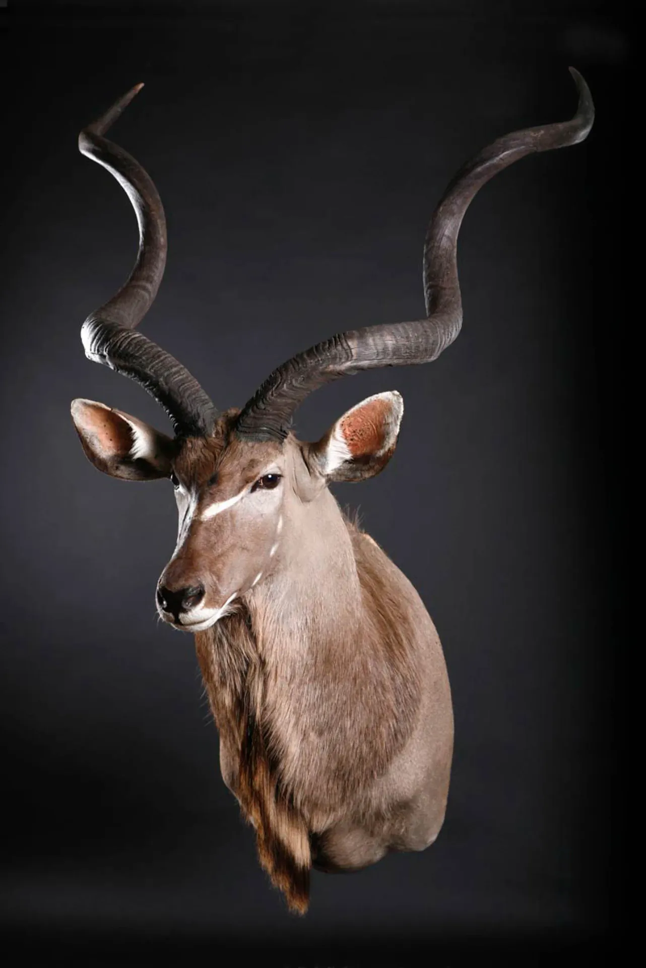 Kudu Shoulder Mount 2 — Highveld Taxidermists