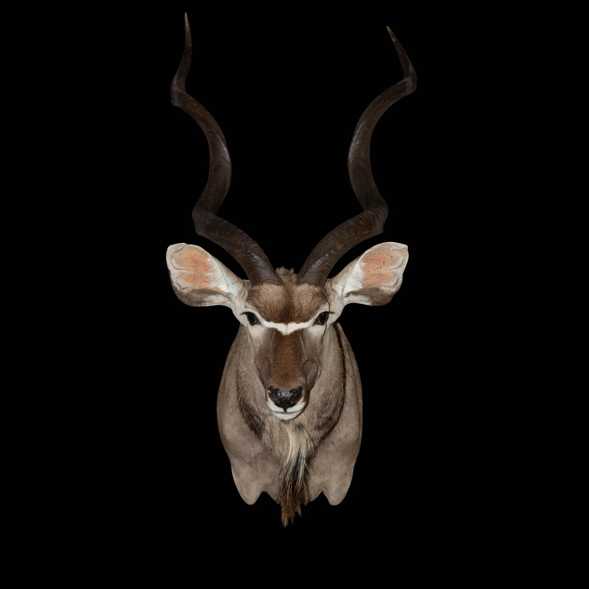 Kudu Sneak Front Shoulder Mount — Highveld Taxidermists