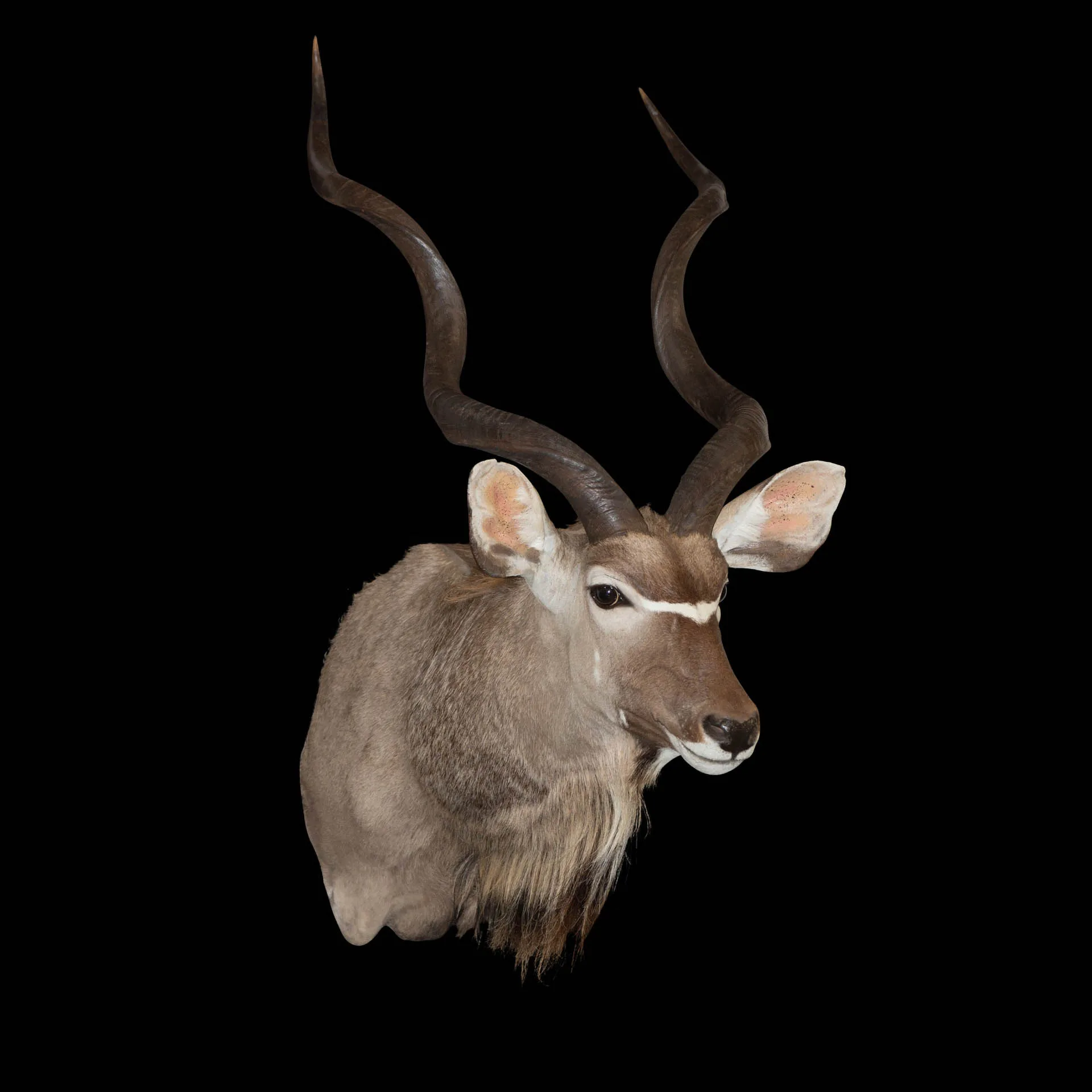 Kudu Sneak Side Shoulder Mount — Highveld Taxidermists