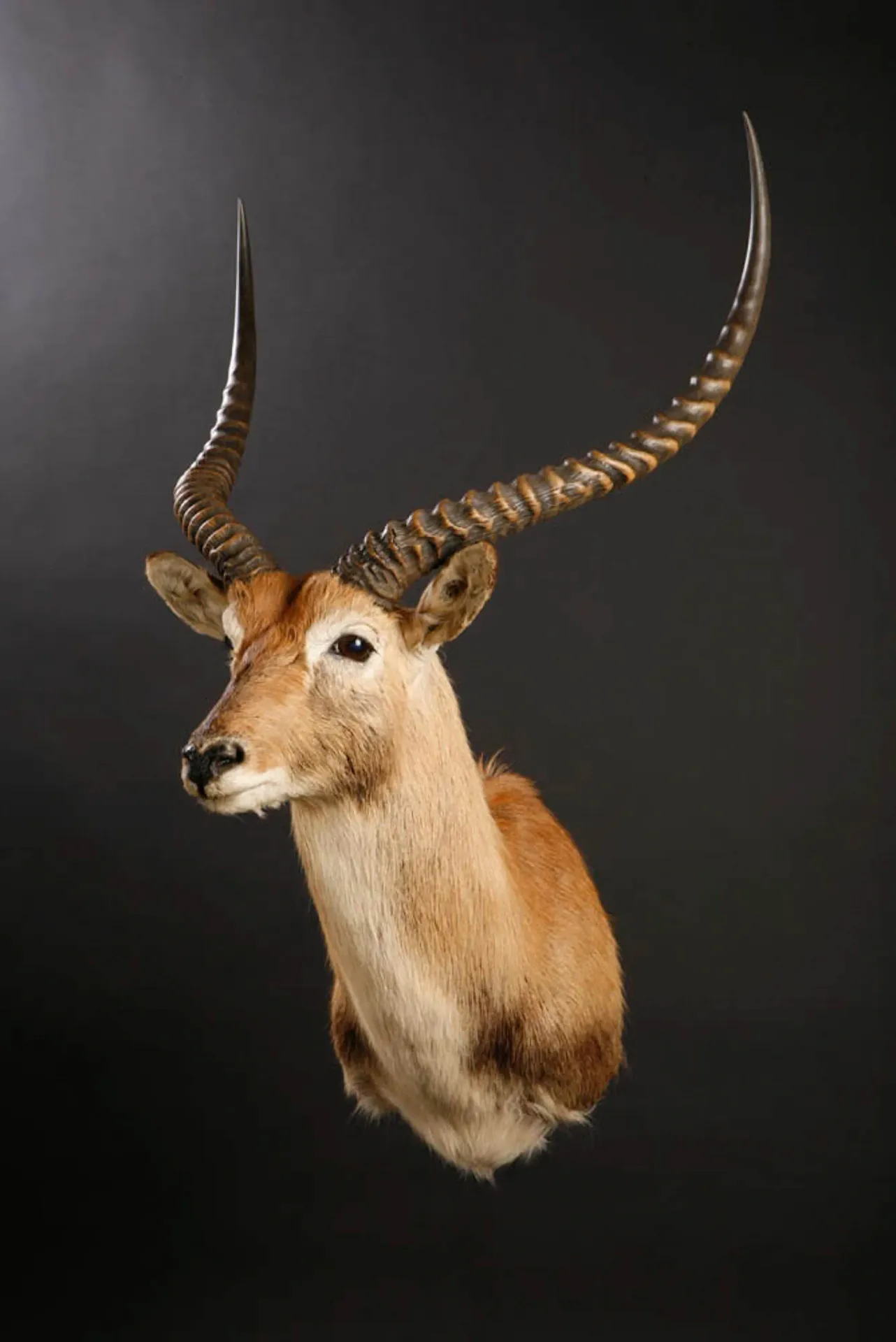 Lechwe Shoulder Mount — Highveld Taxidermists