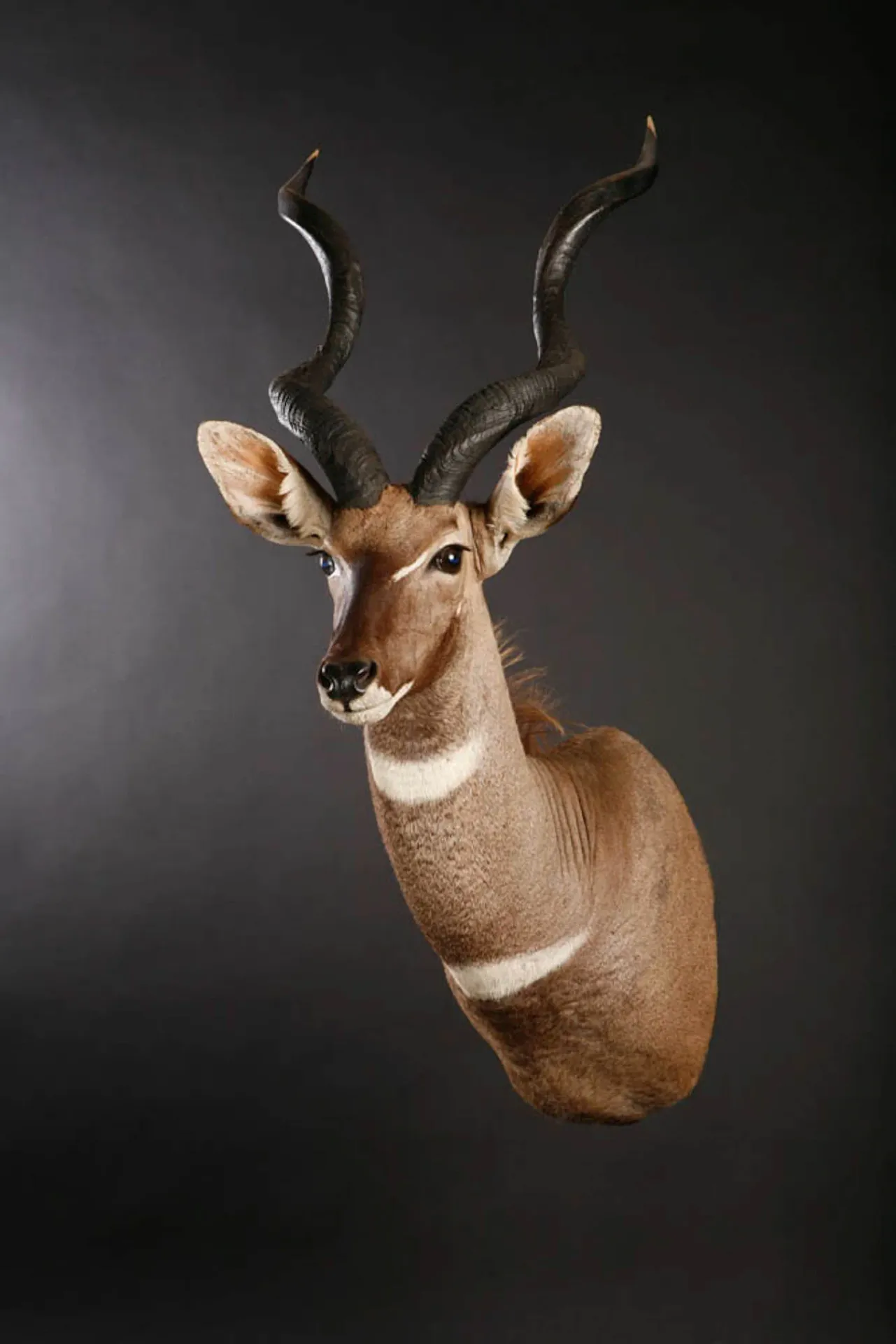 Lesser Kudu Shoulder Mount — Highveld Taxidermists