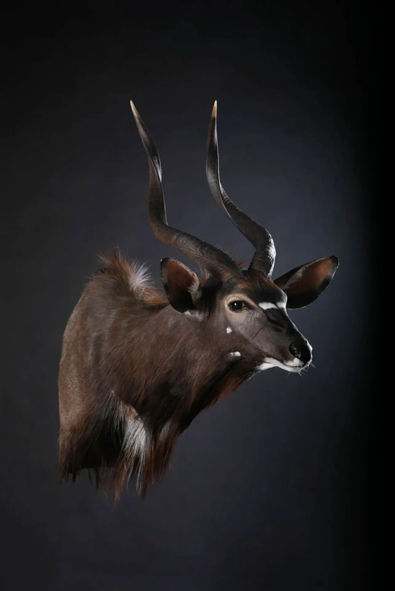 Nyala Sneak Shoulder Mount — Highveld Taxidermists