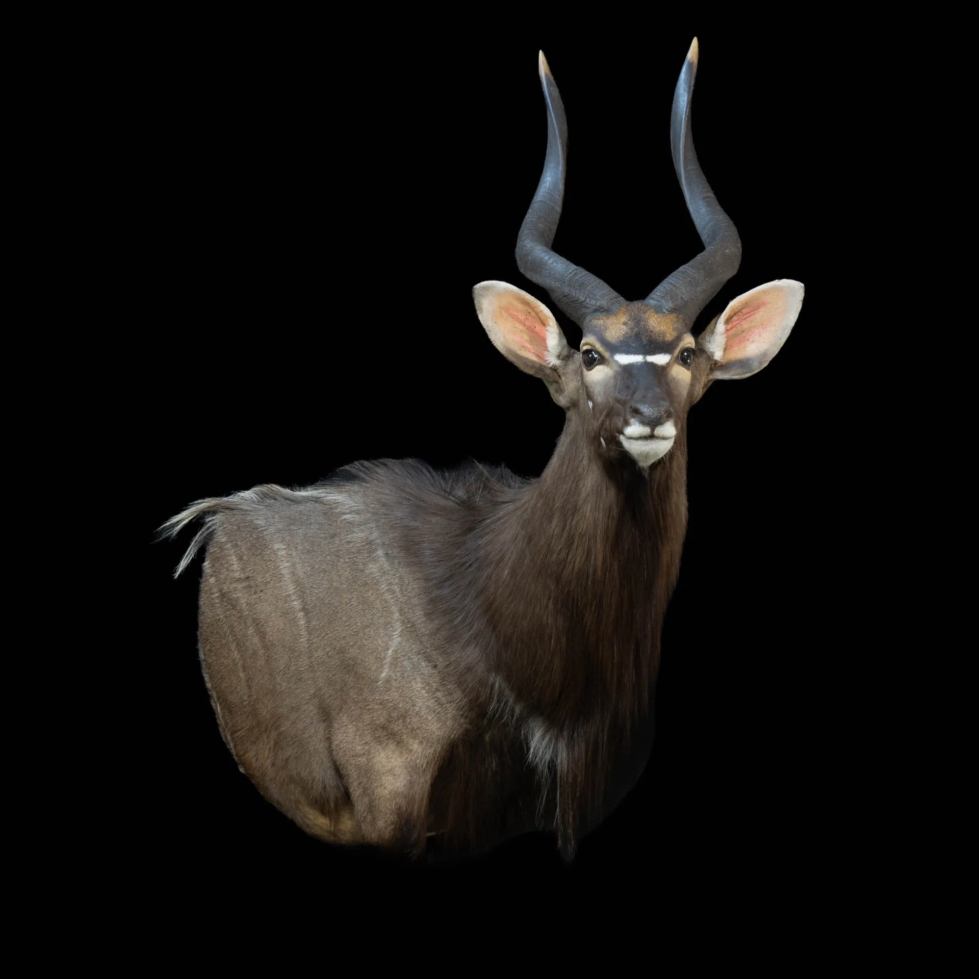 Nyala 45 Drop SM Shoulder Mount — Highveld Taxidermists