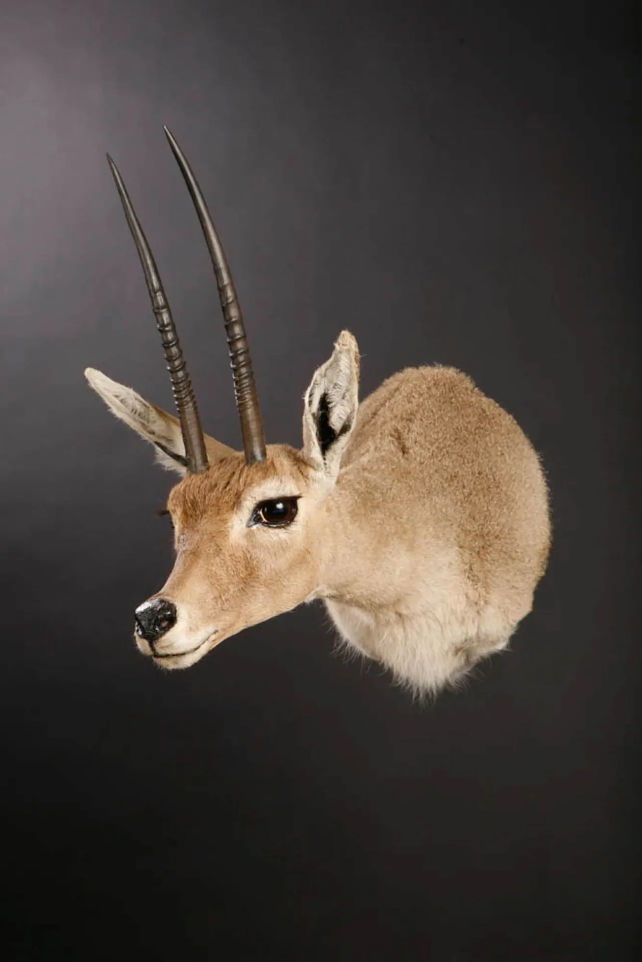 Rhebok Shoulder Mount — Highveld Taxidermists