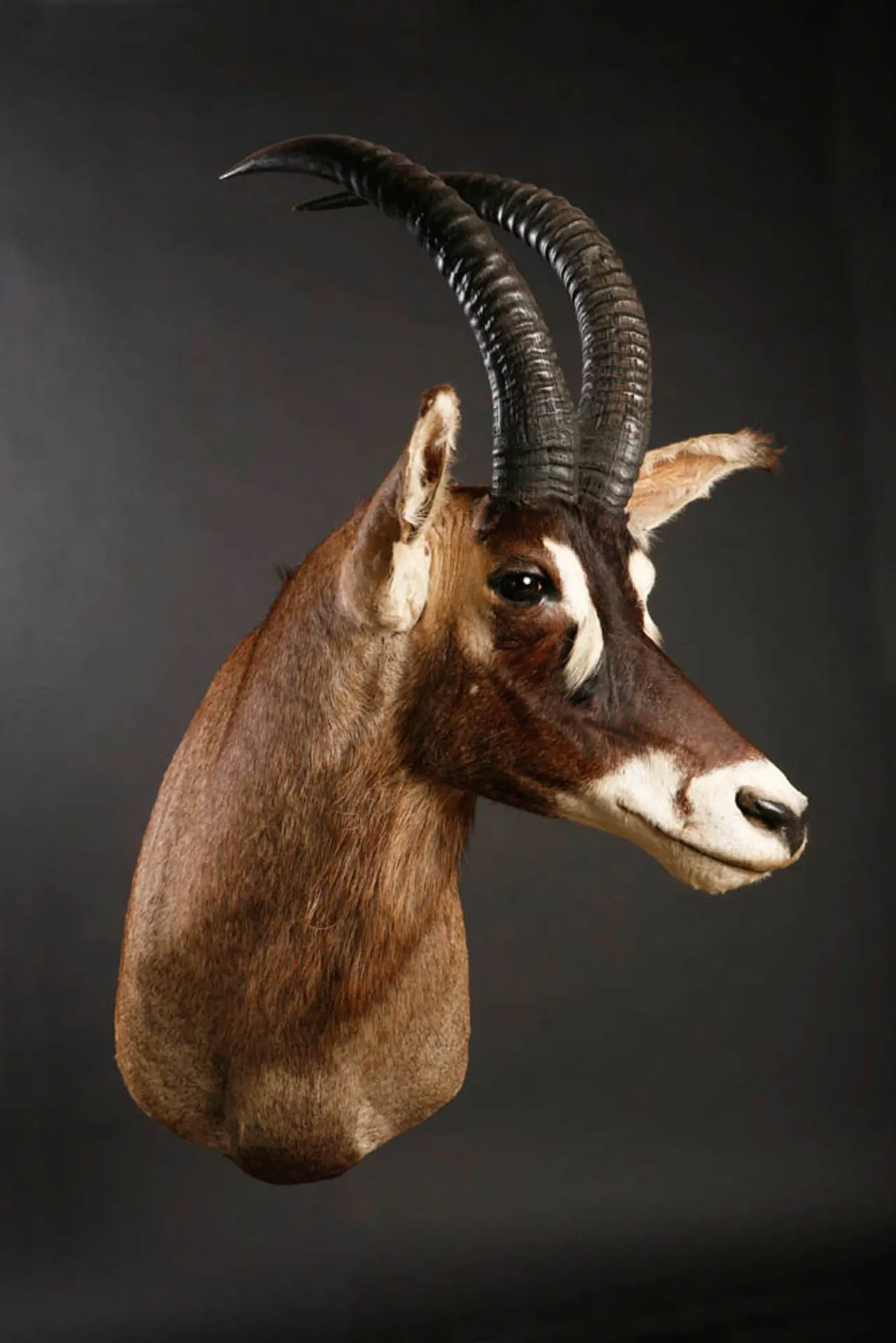 Roan Front Shoulder Mount — Highveld Taxidermists