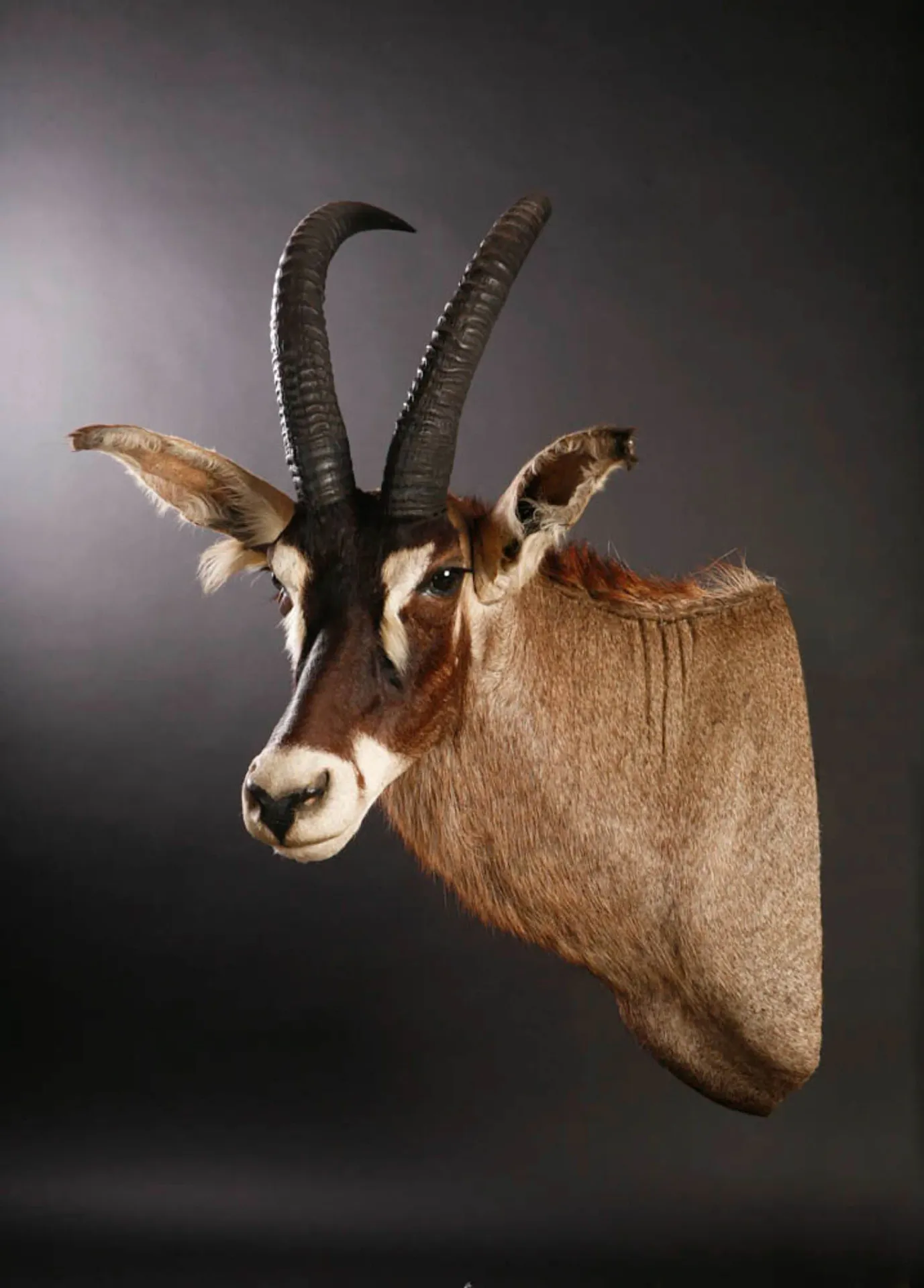 Roan Side Shoulder Mount — Highveld Taxidermists