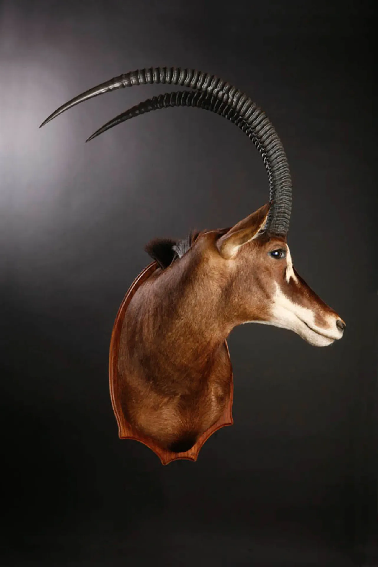 Royal Sable front Shoulder Mount — Highveld Taxidermists