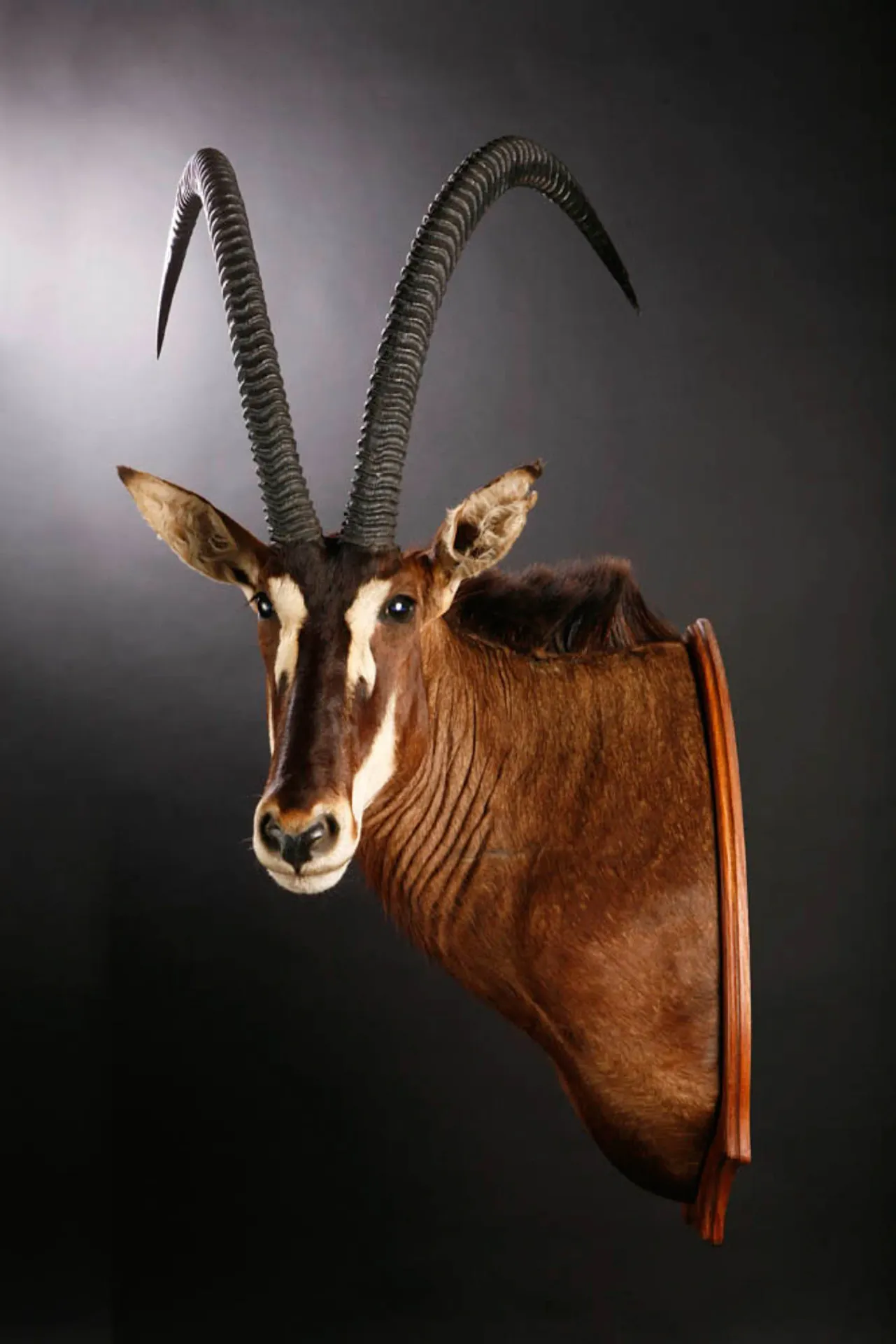 Royal Sable side Shoulder Mount — Highveld Taxidermists