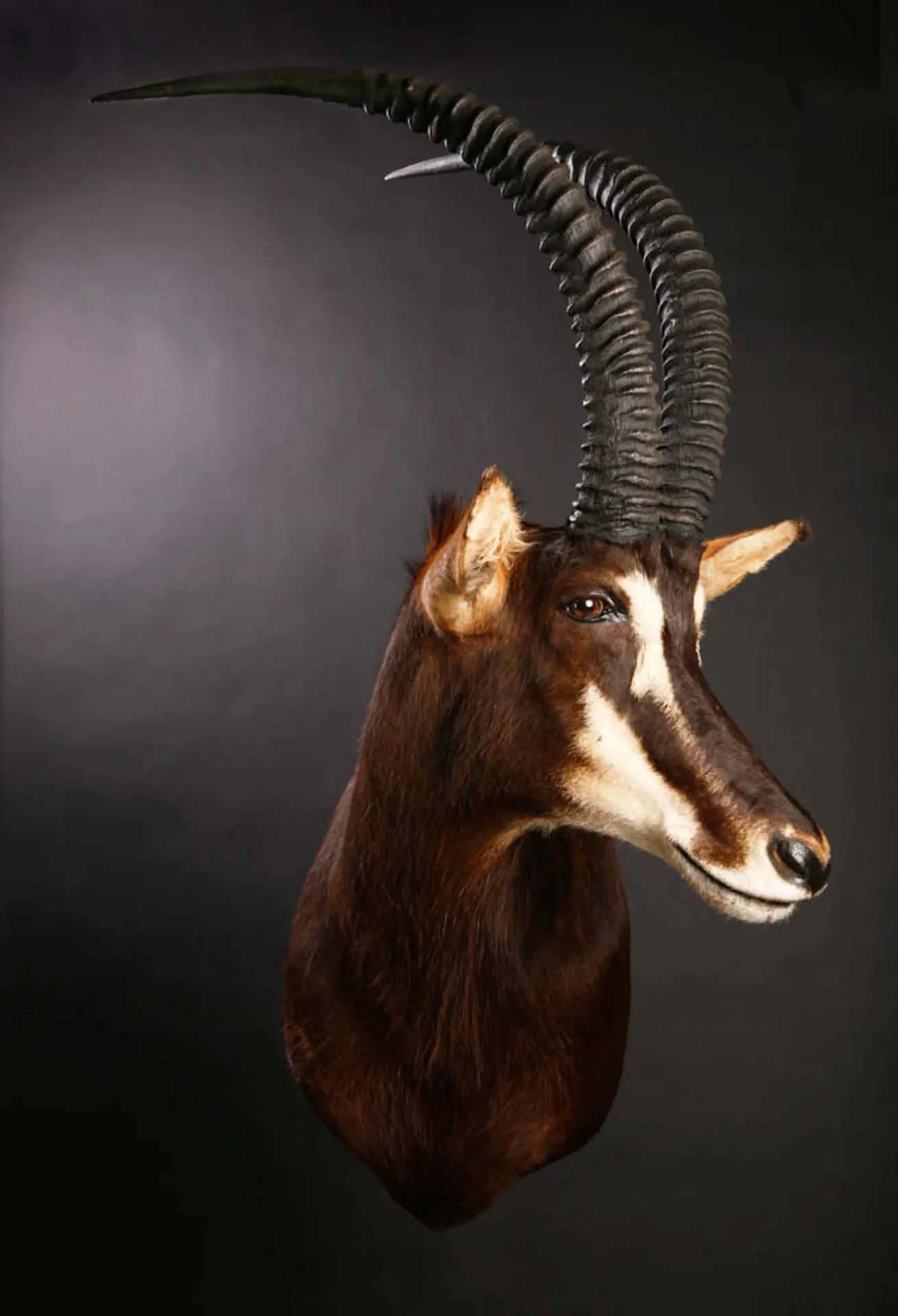 Sable Front Shoulder Mount — Highveld Taxidermists