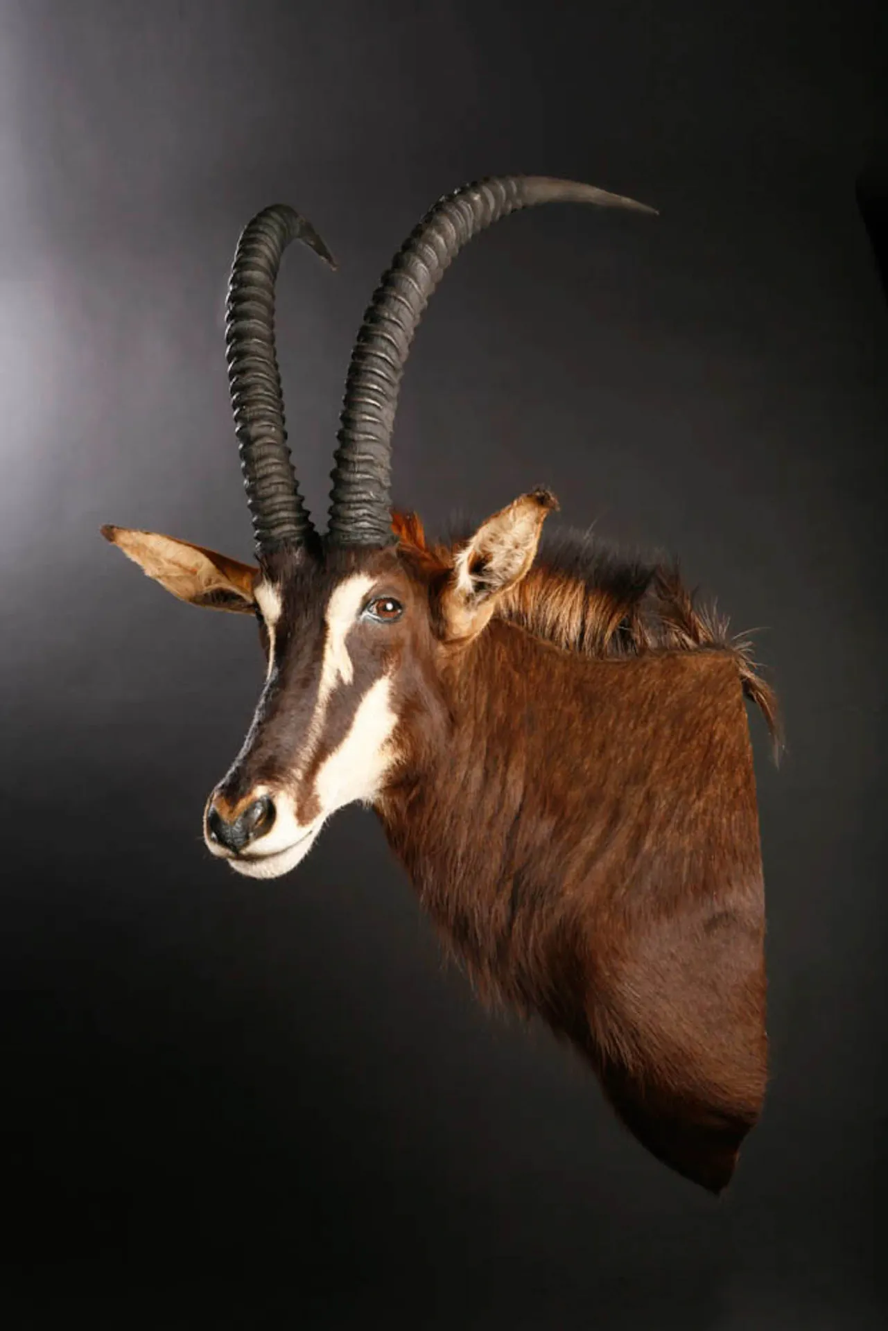Sable Side Shoulder Mount — Highveld Taxidermists