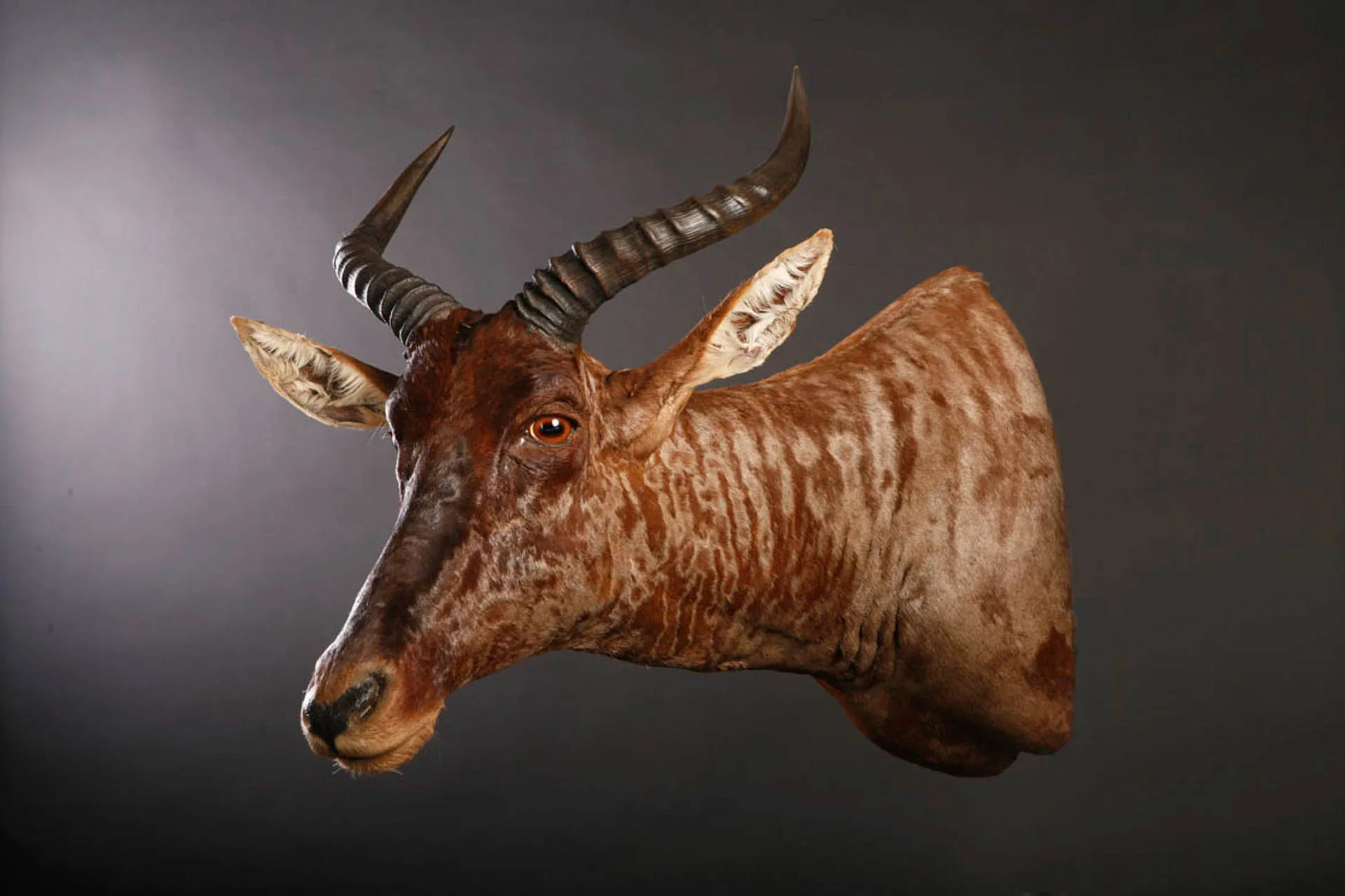 Tsessebe Sneak Shoulder Mount — Highveld Taxidermists