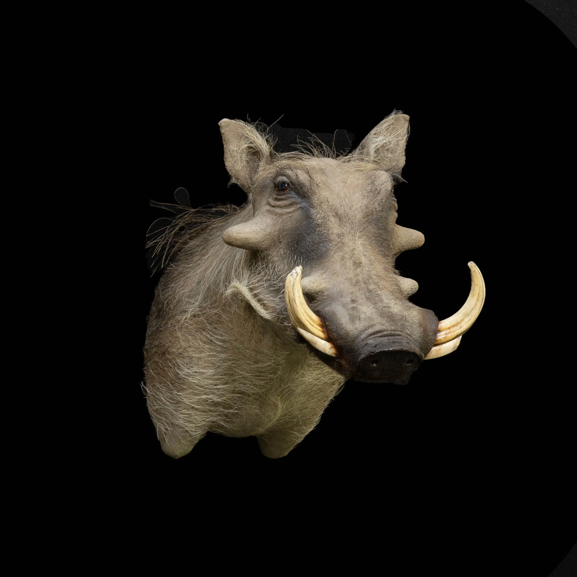 Warthog SM Straight Shoulder Mount — Highveld Taxidermists
