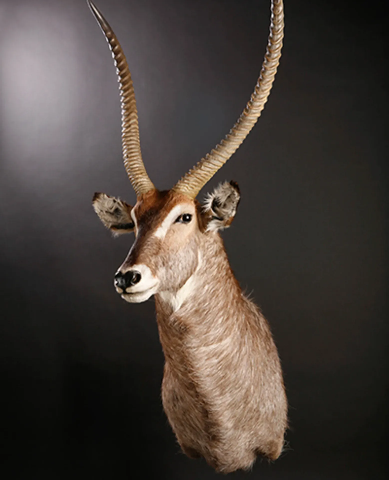 Waterbuck Shoulder Mount — Highveld Taxidermists