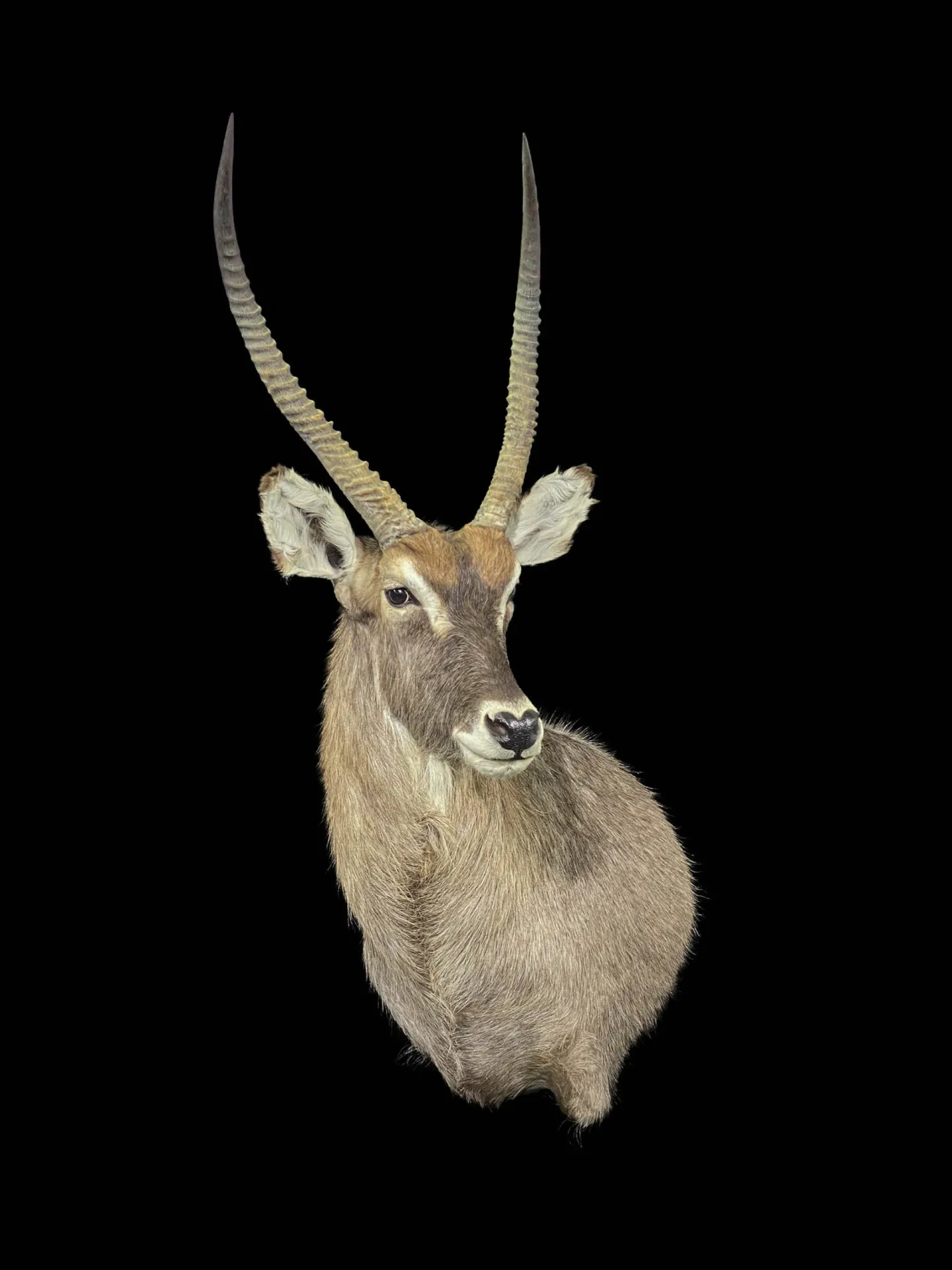 Waterbuck Drop SM Turn Shoulder Mount — Highveld Taxidermists