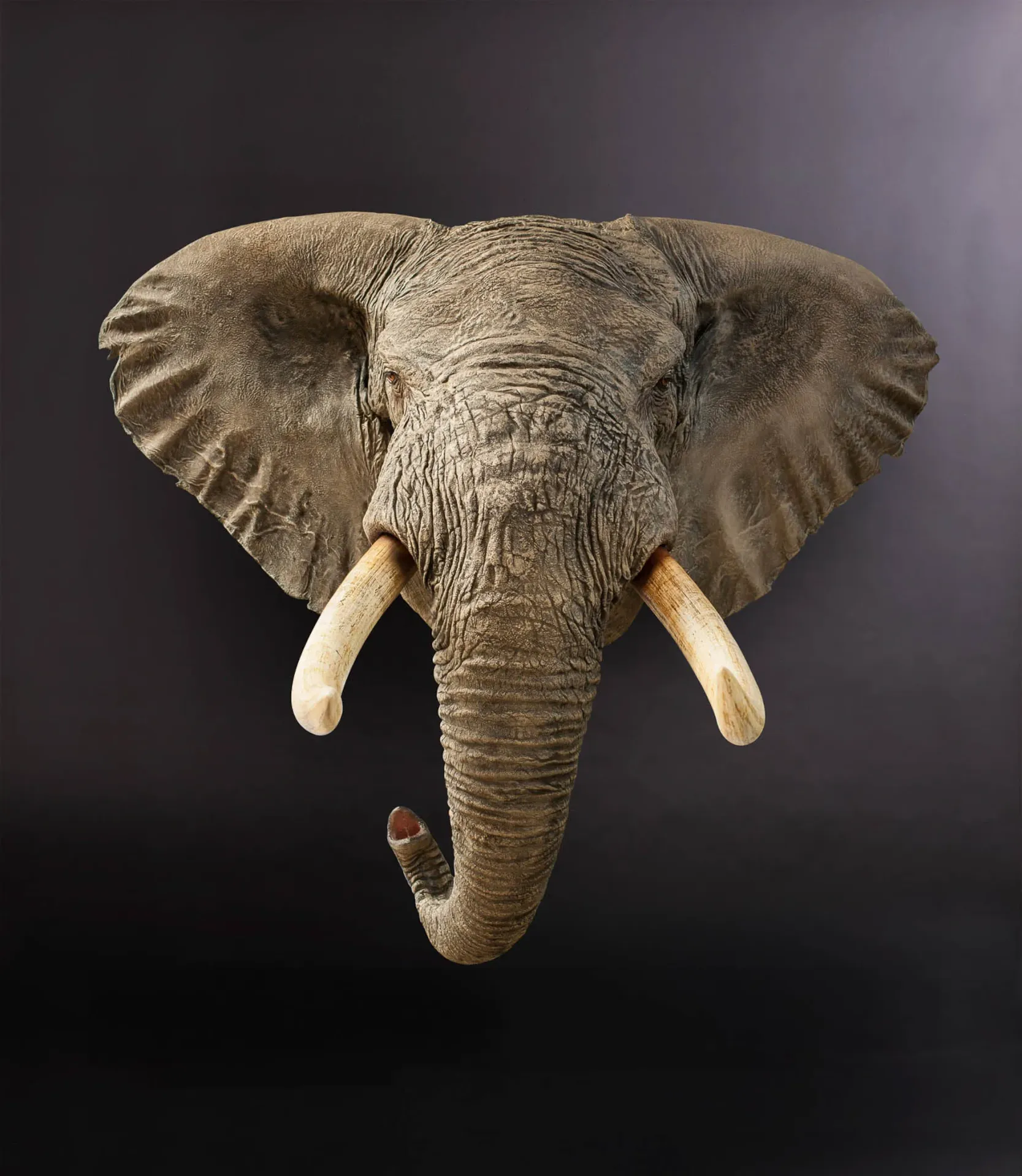 Elephant replica trunk down front Shoulder Mount — Highveld Taxidermists