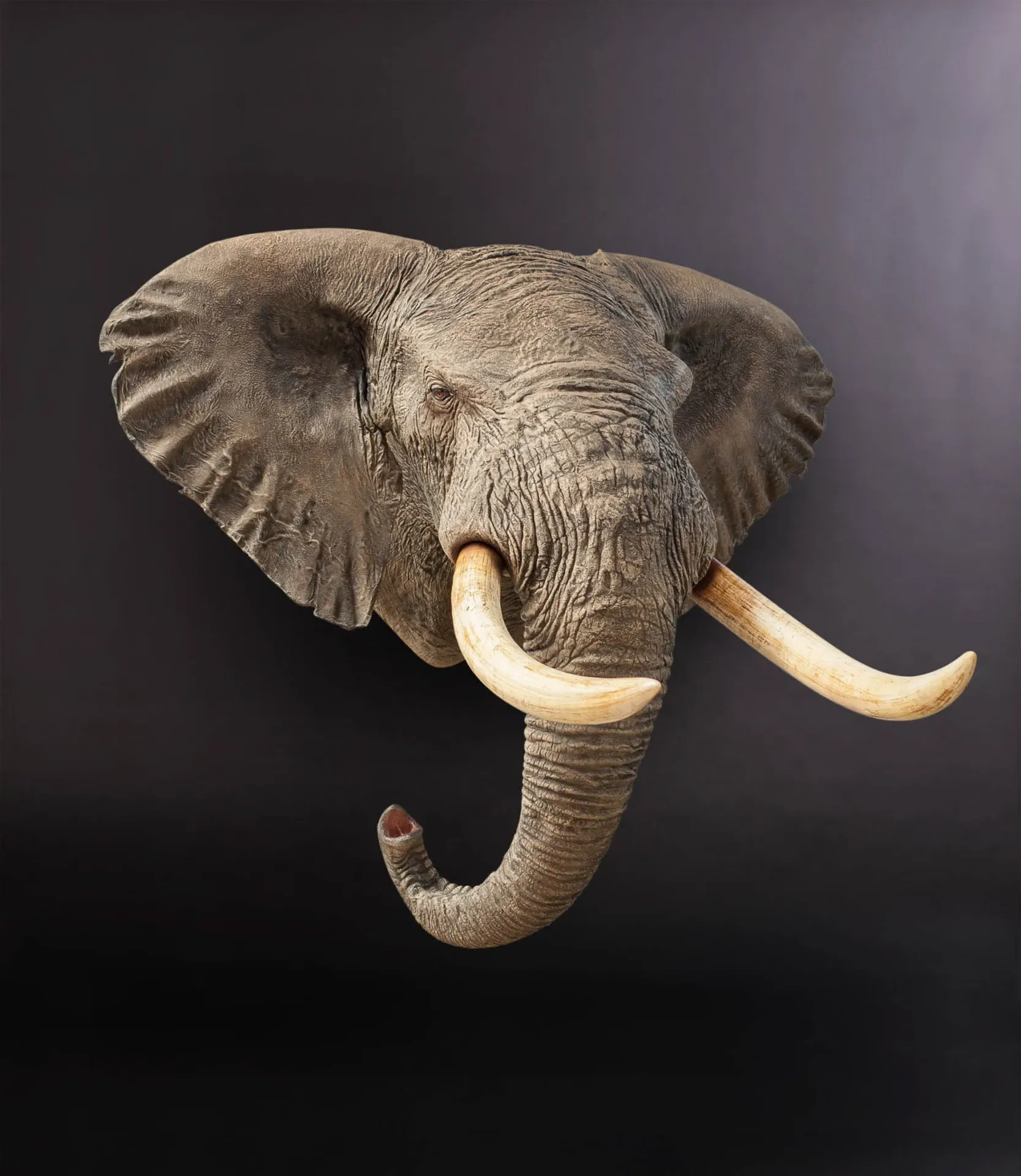 Elephant replica trunk down side Shoulder Mount — Highveld Taxidermists