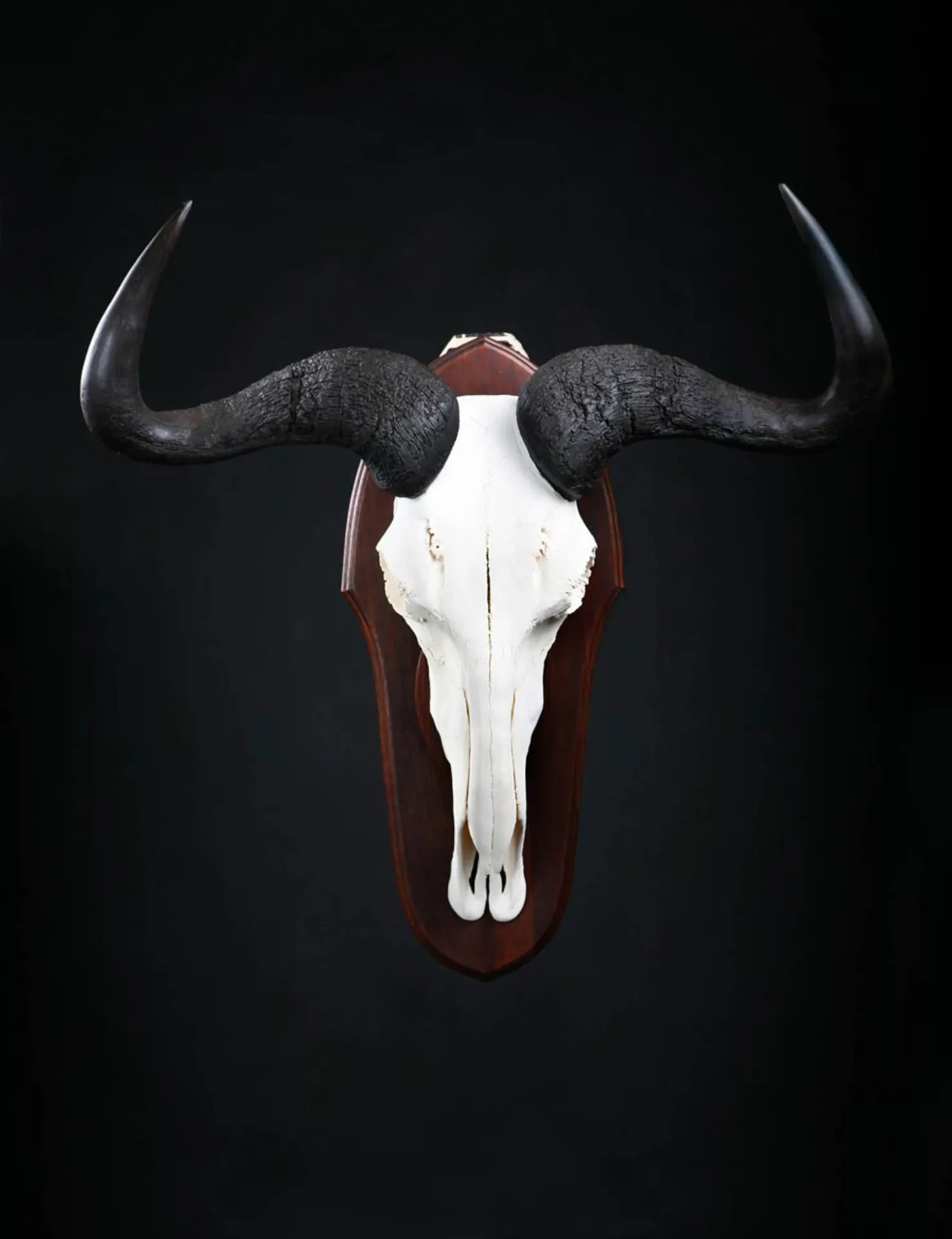 B wildebeest Skull Skull Mount — Highveld Taxidermists