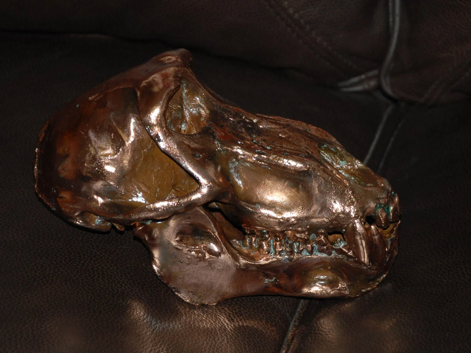 Baboon1 Skull Mount — Highveld Taxidermists