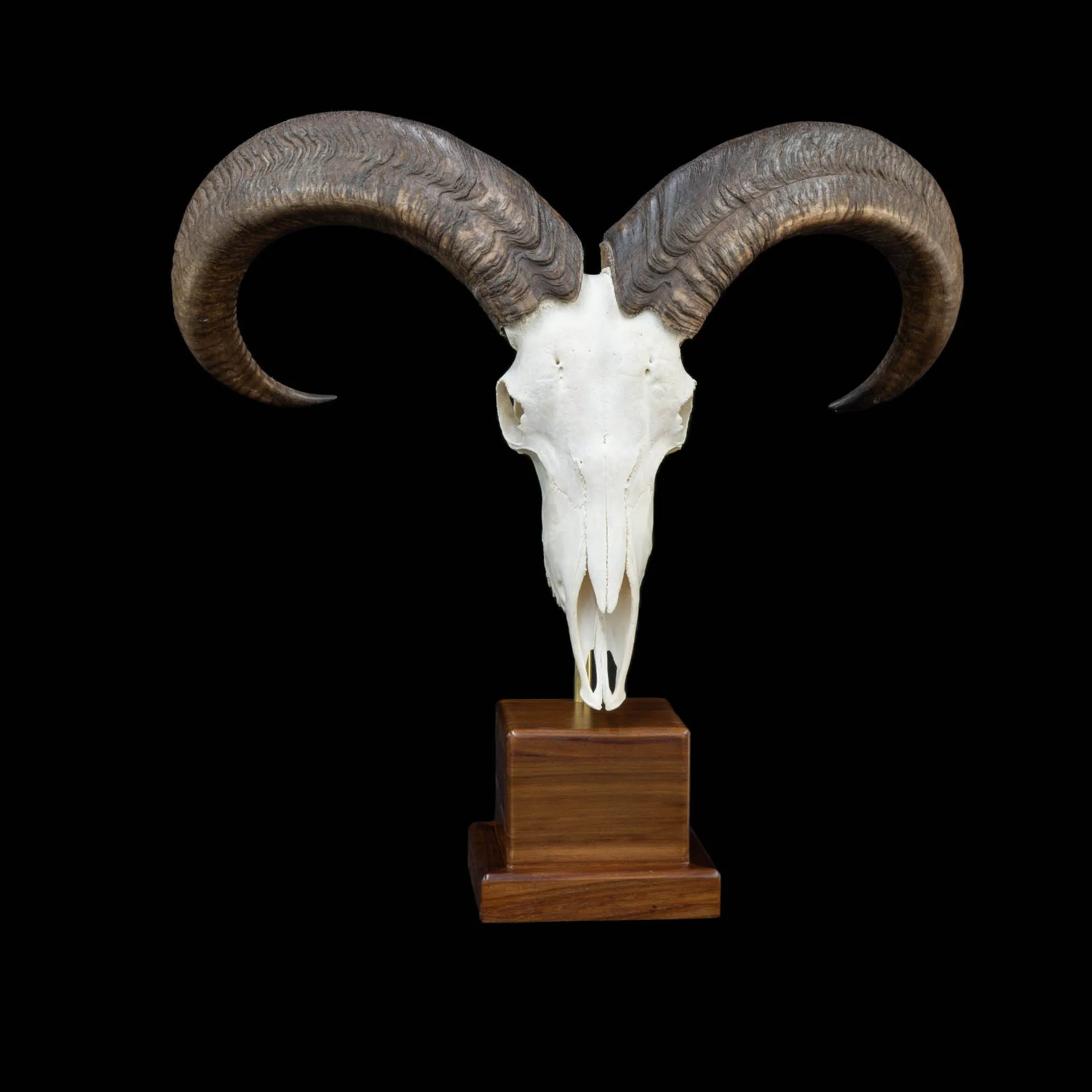 Barbary Skull Desktop Square Brass Skull Mount — Highveld Taxidermists
