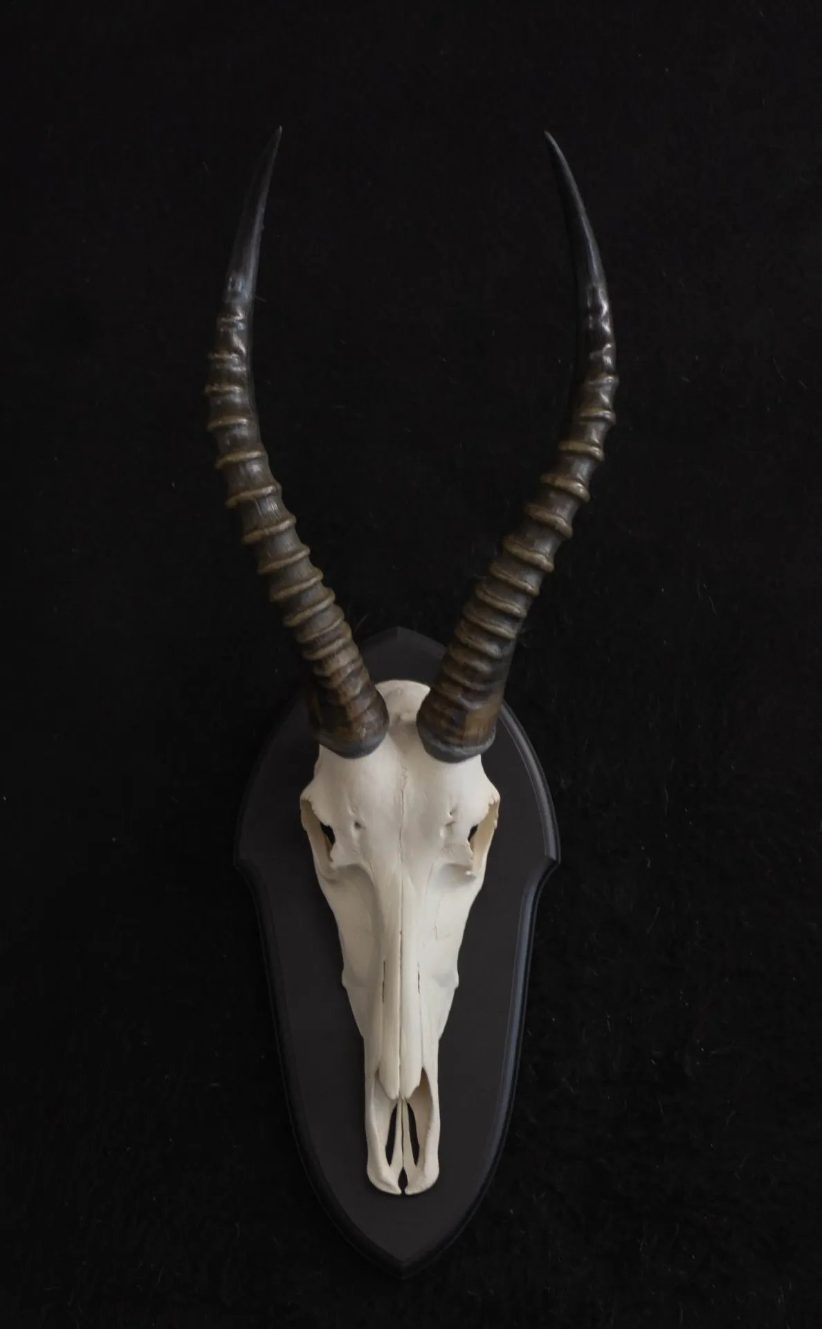 Blesbok Skull Black Skull Mount — Highveld Taxidermists