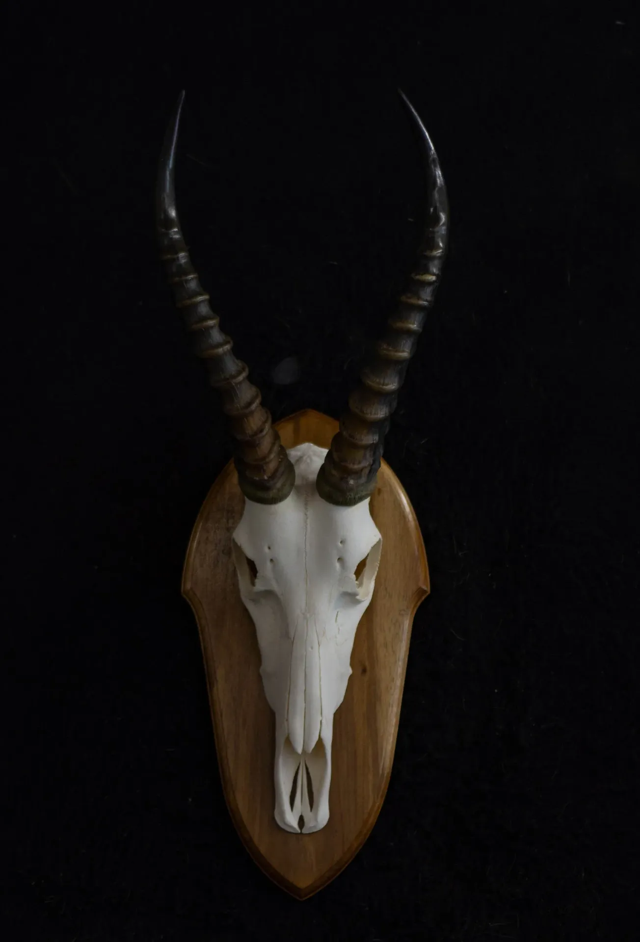 Blesbok Skull Kiaat Skull Mount — Highveld Taxidermists
