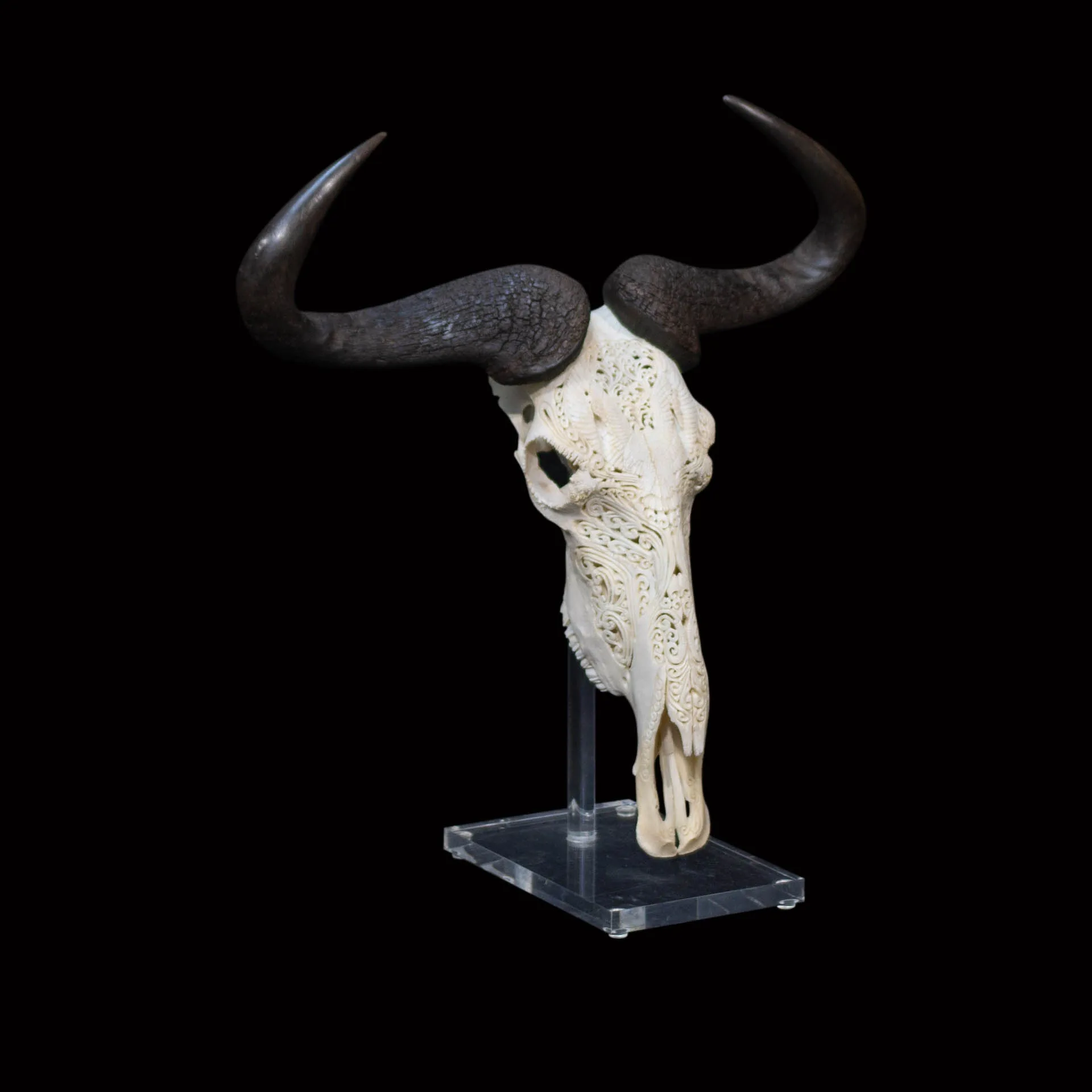 Blue Wildebeest Skull Carved Plexiglass Skull Mount — Highveld Taxidermists