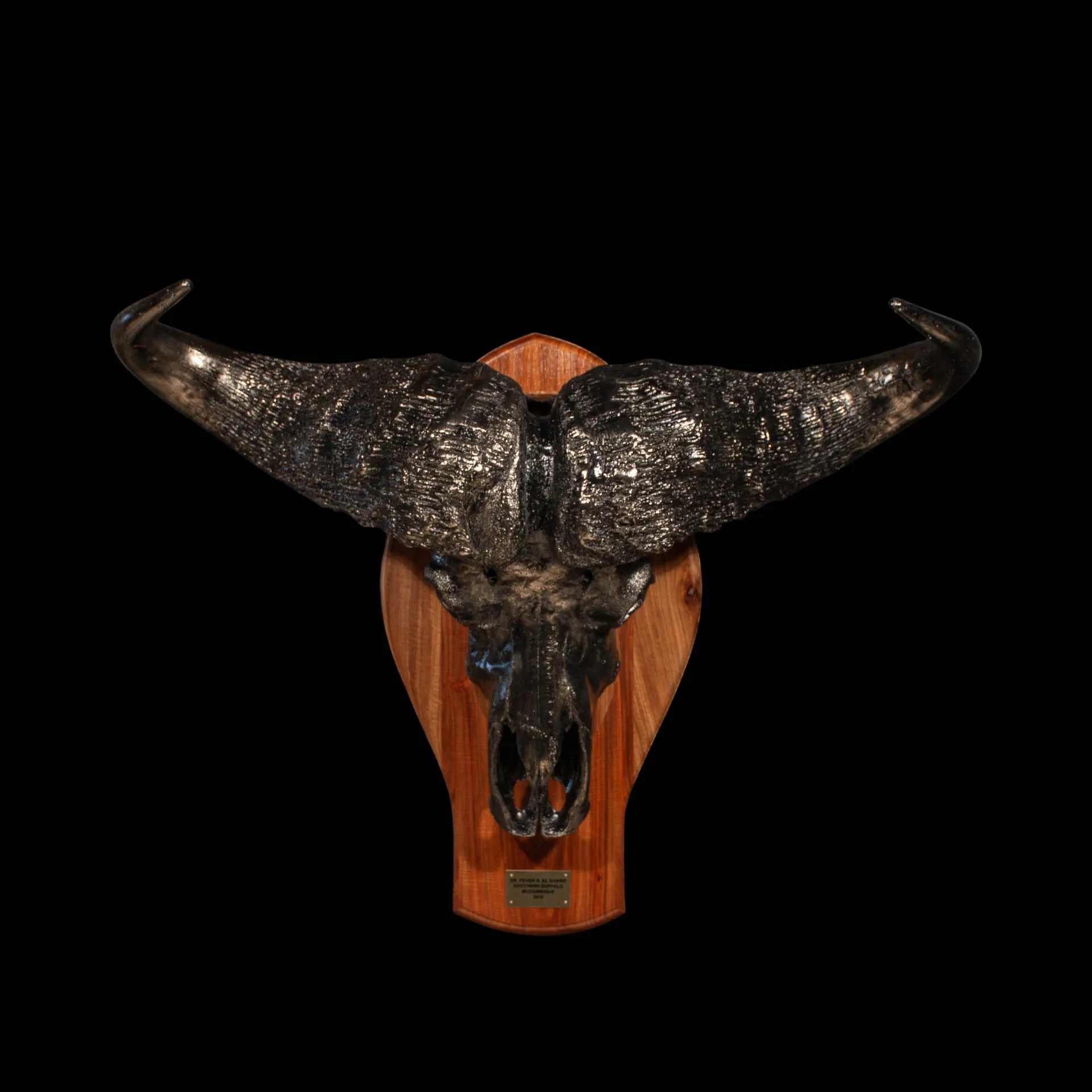 Buffalo Skull Shield Silver Skull Mount — Highveld Taxidermists