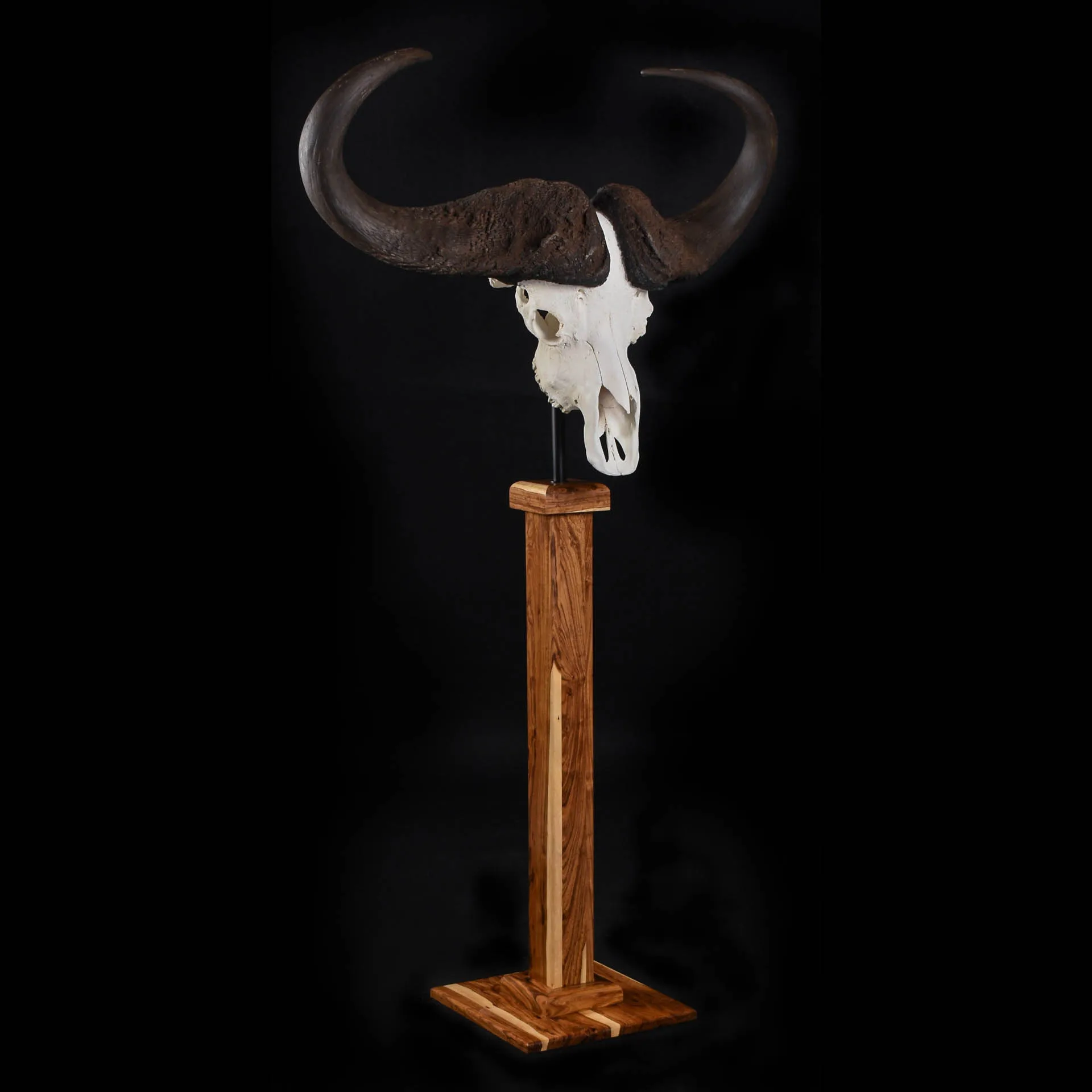 Buffalo skull tambotie IG Skull Mount — Highveld Taxidermists