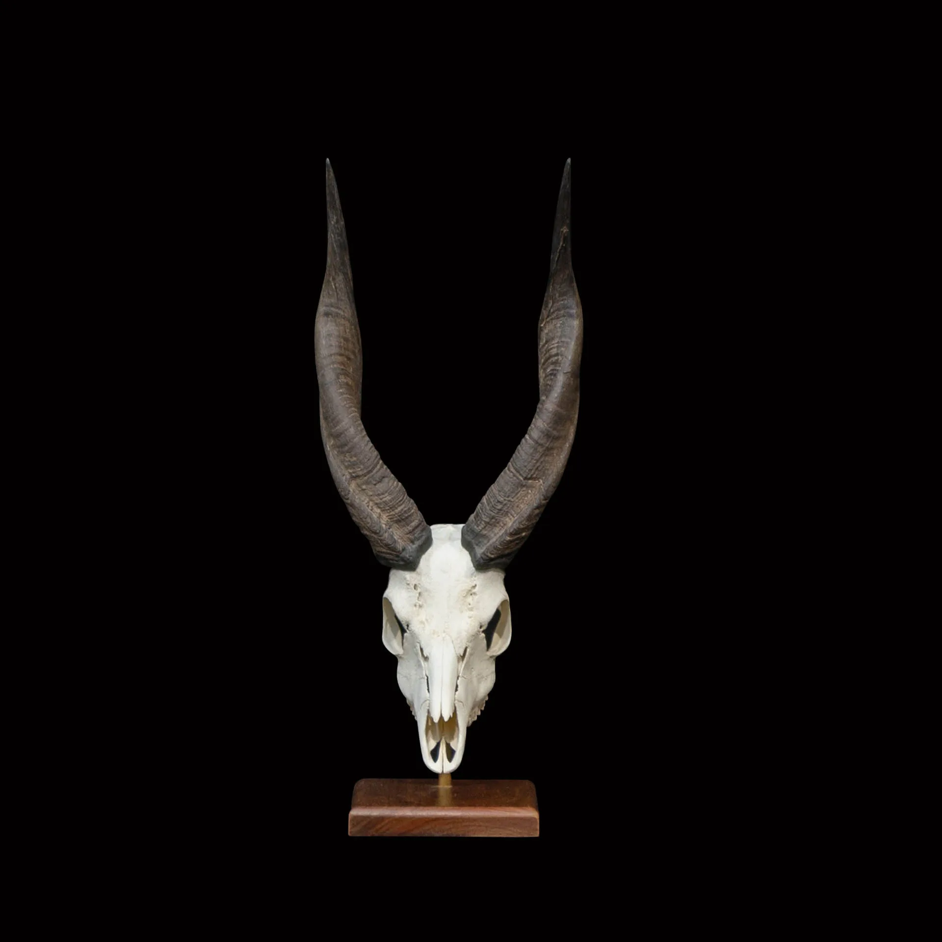 Bushbuck Skull Desktop Skull Mount — Highveld Taxidermists