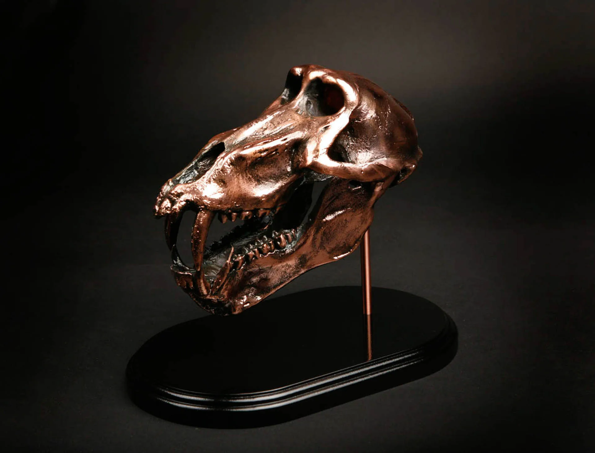 Copper Baboon Skull Skull Mount — Highveld Taxidermists