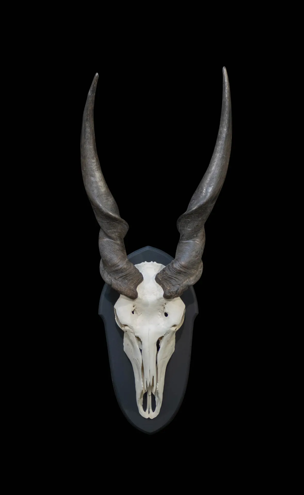 Eland Shield Black Skull Mount — Highveld Taxidermists
