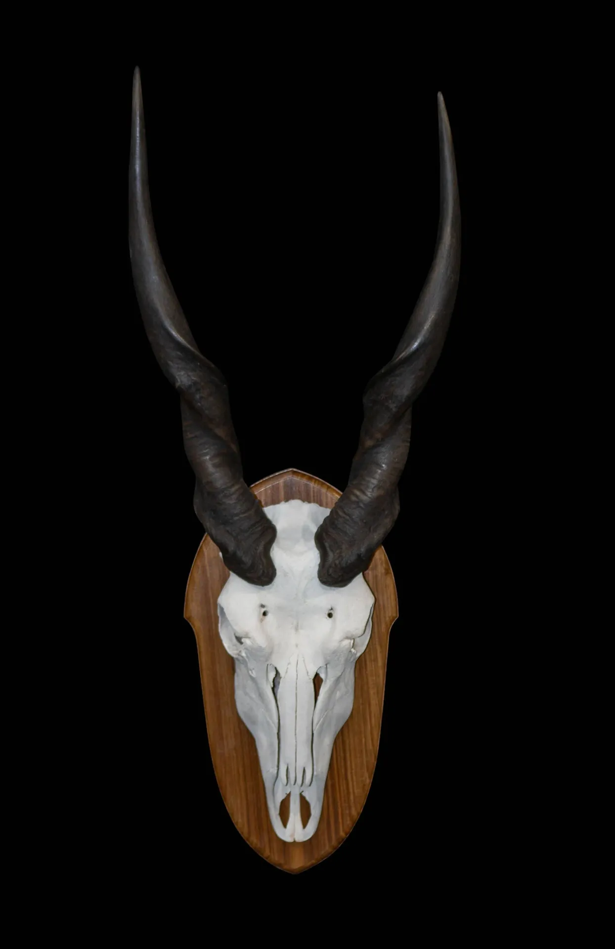 Eland Skull Kiaat Skull Mount — Highveld Taxidermists