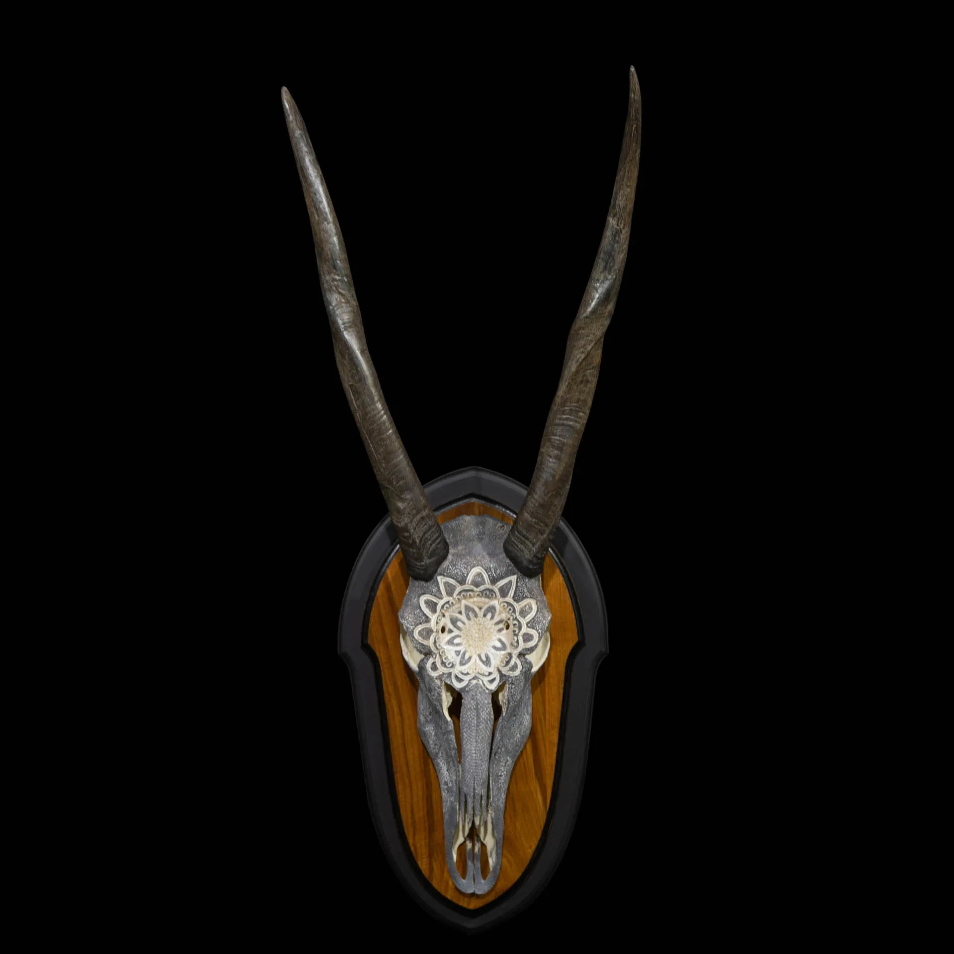 Eland Two Tone Painted Skull Mount — Highveld Taxidermists
