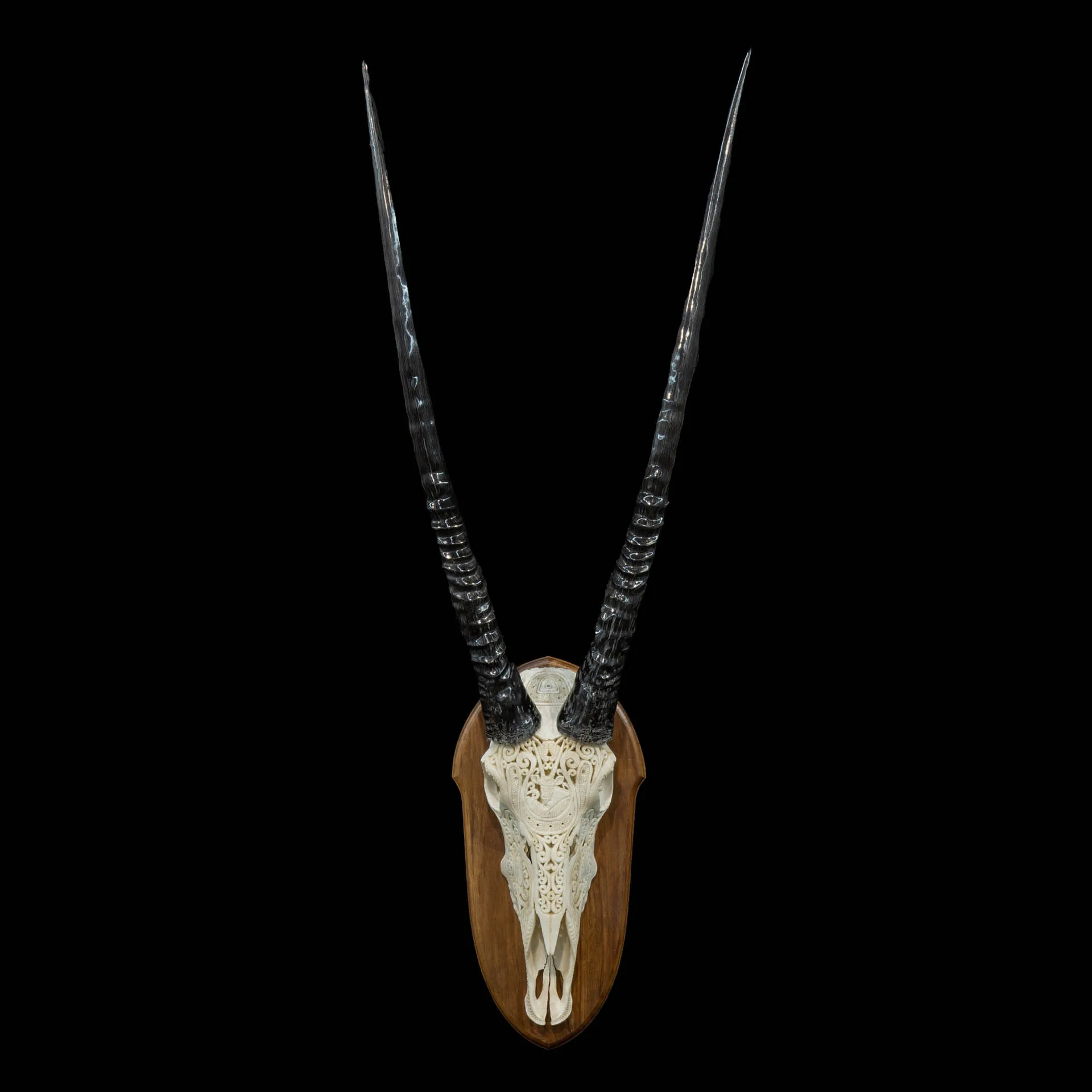 Gemsbok Skull Kiaat Carved Polish Skull Mount — Highveld Taxidermists